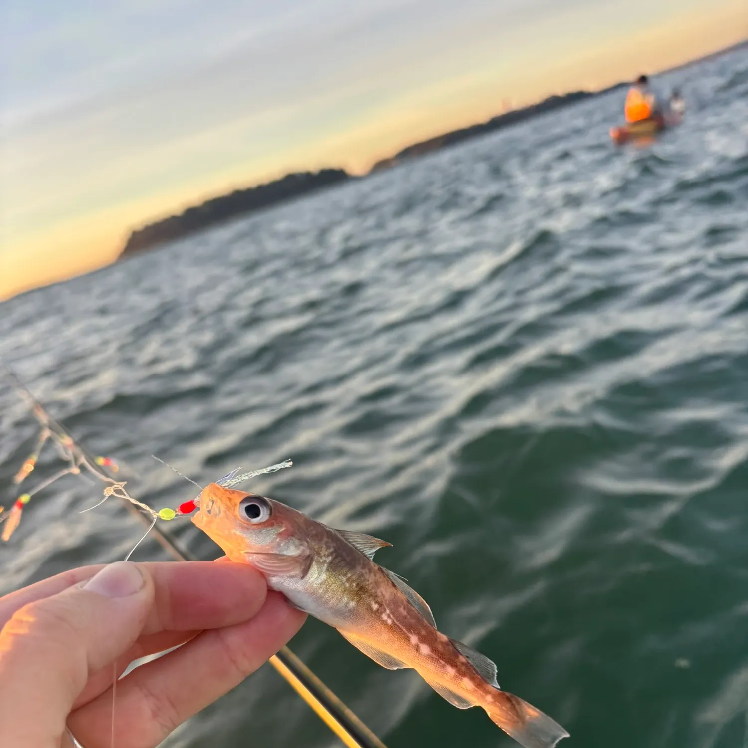 Fish caught on Fishbrain