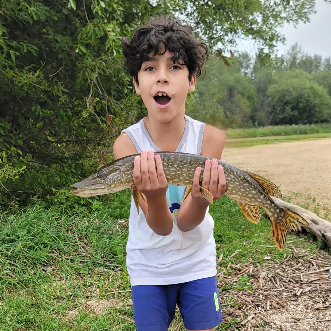 Northern pike caught on Fishbrain