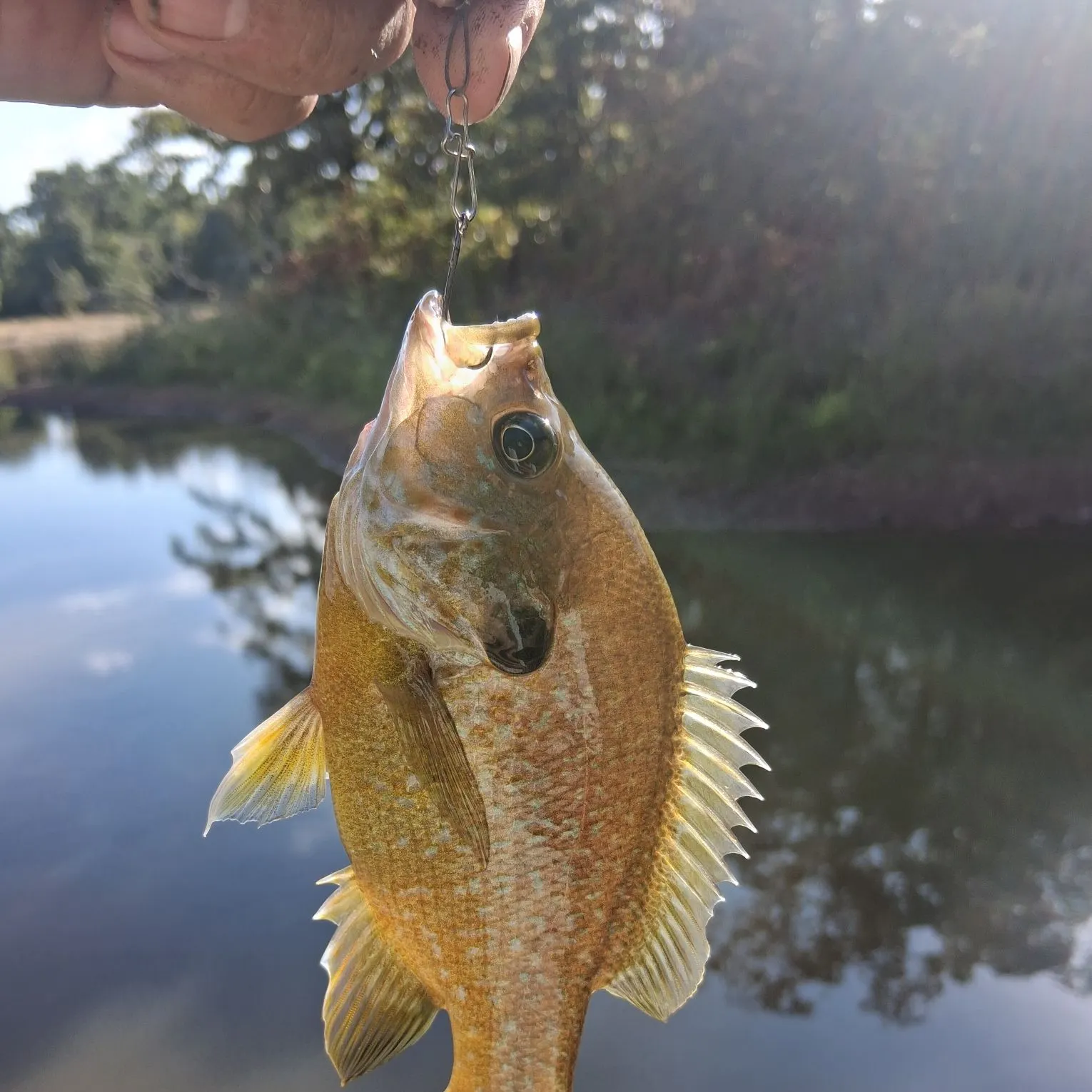 Redbreast sunfish caught on Fishbrain