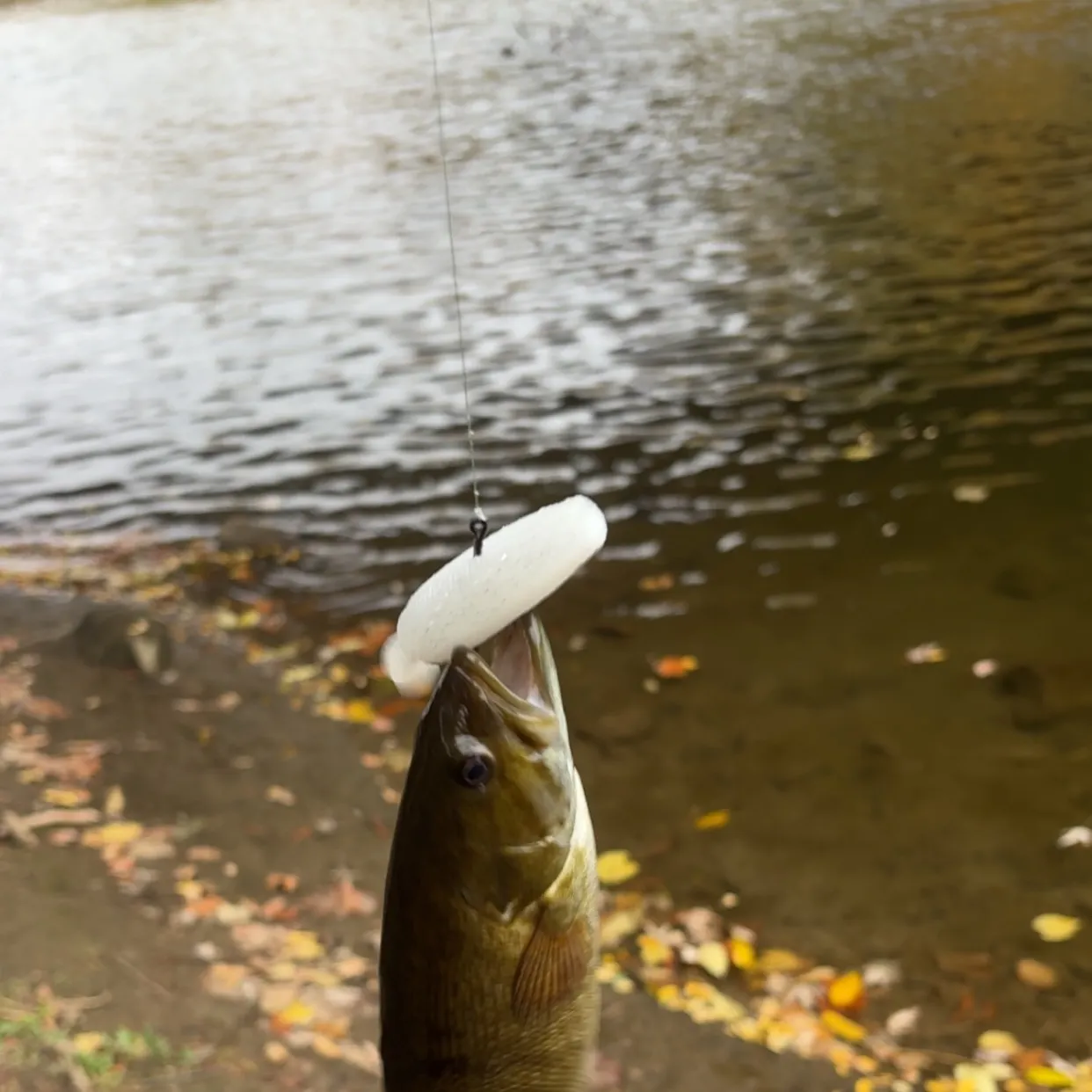 Smallmouth bass caught on Fishbrain