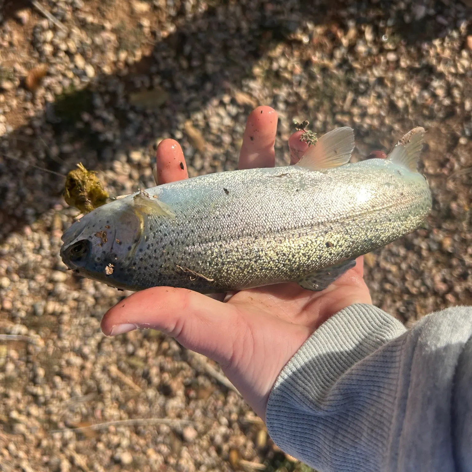 The most recent Sea trout catches on Fishbrain
