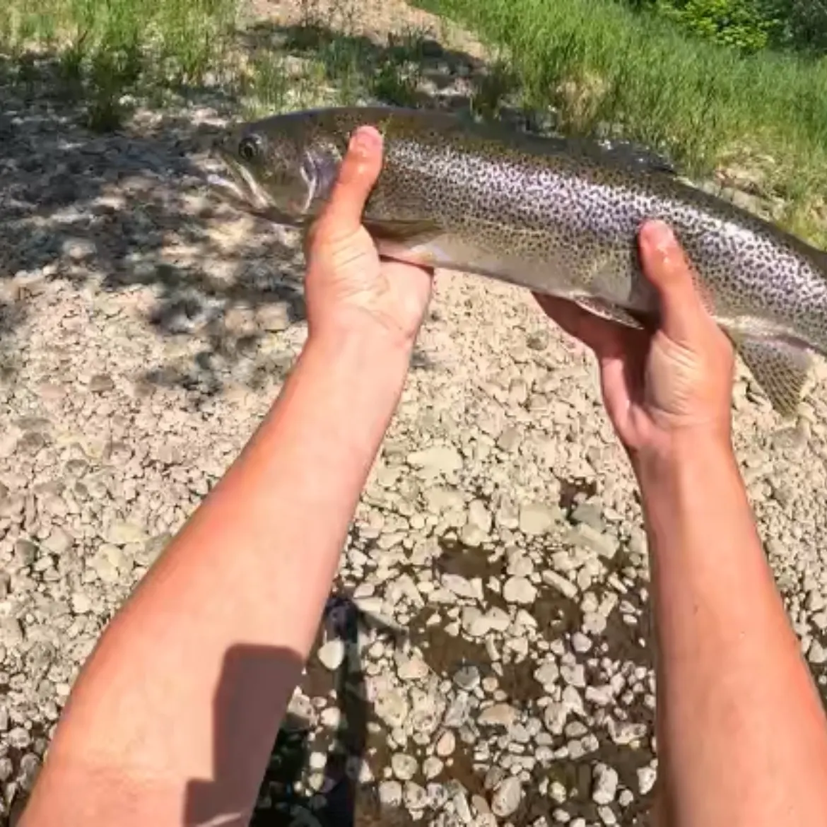 The most recent Coastal cutthroat trout catches on Fishbrain