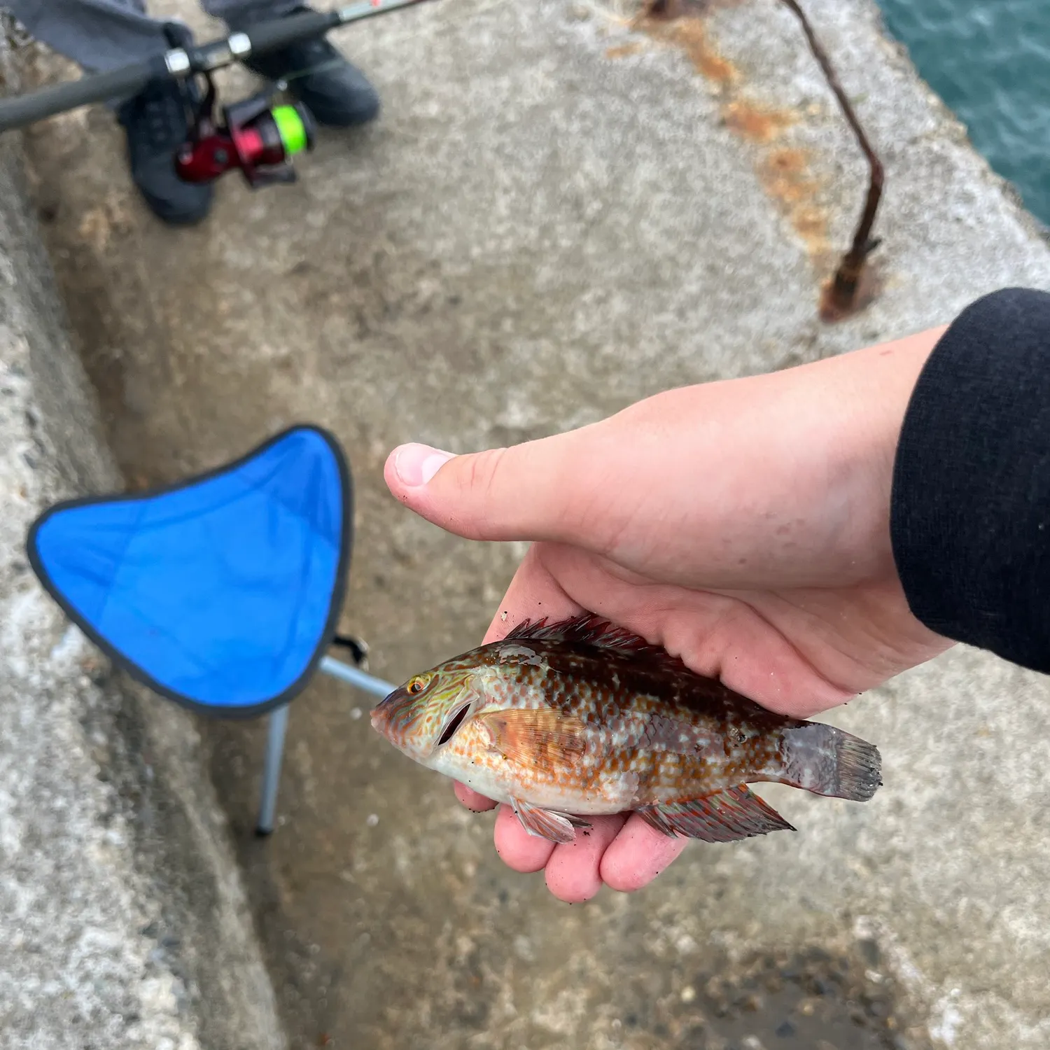 Ballan wrasse caught on Fishbrain