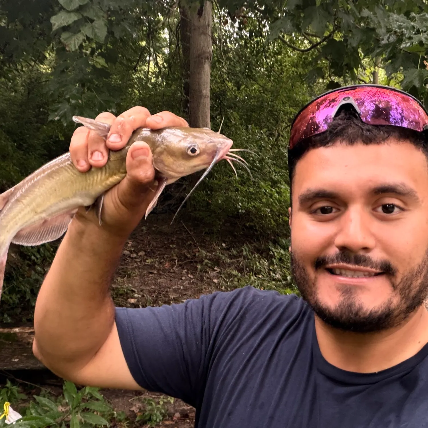 Channel catfish caught on Fishbrain