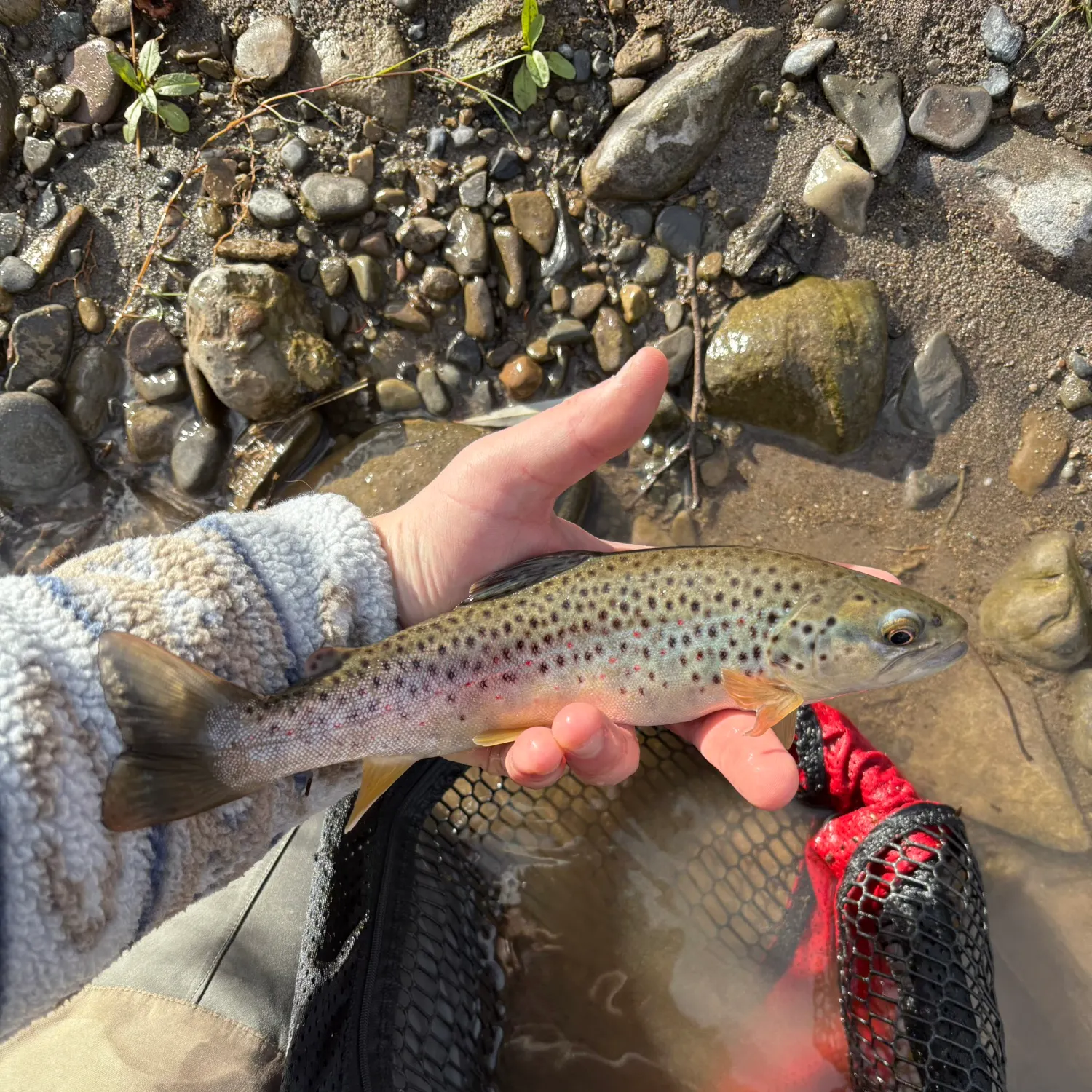 The most recent Brown trout catches on Fishbrain