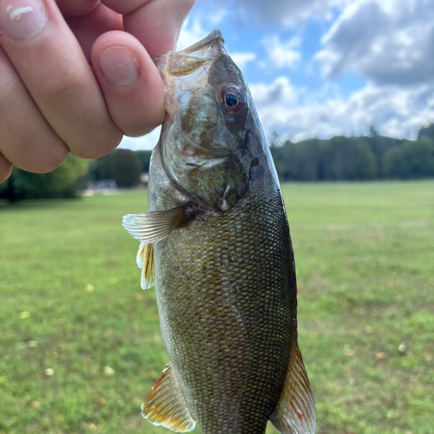 Fish caught on Fishbrain