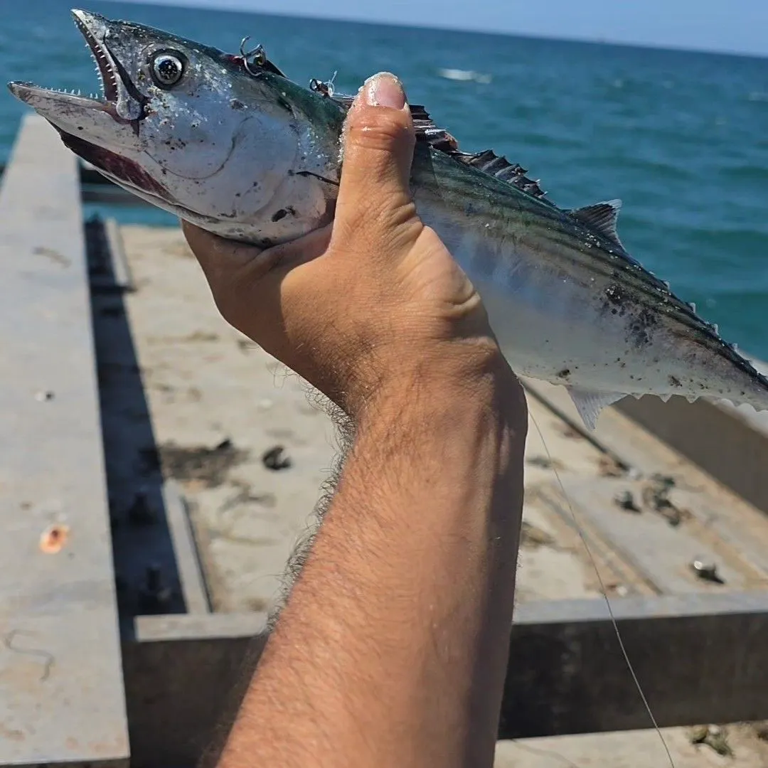 Pacific bonito caught on Fishbrain
