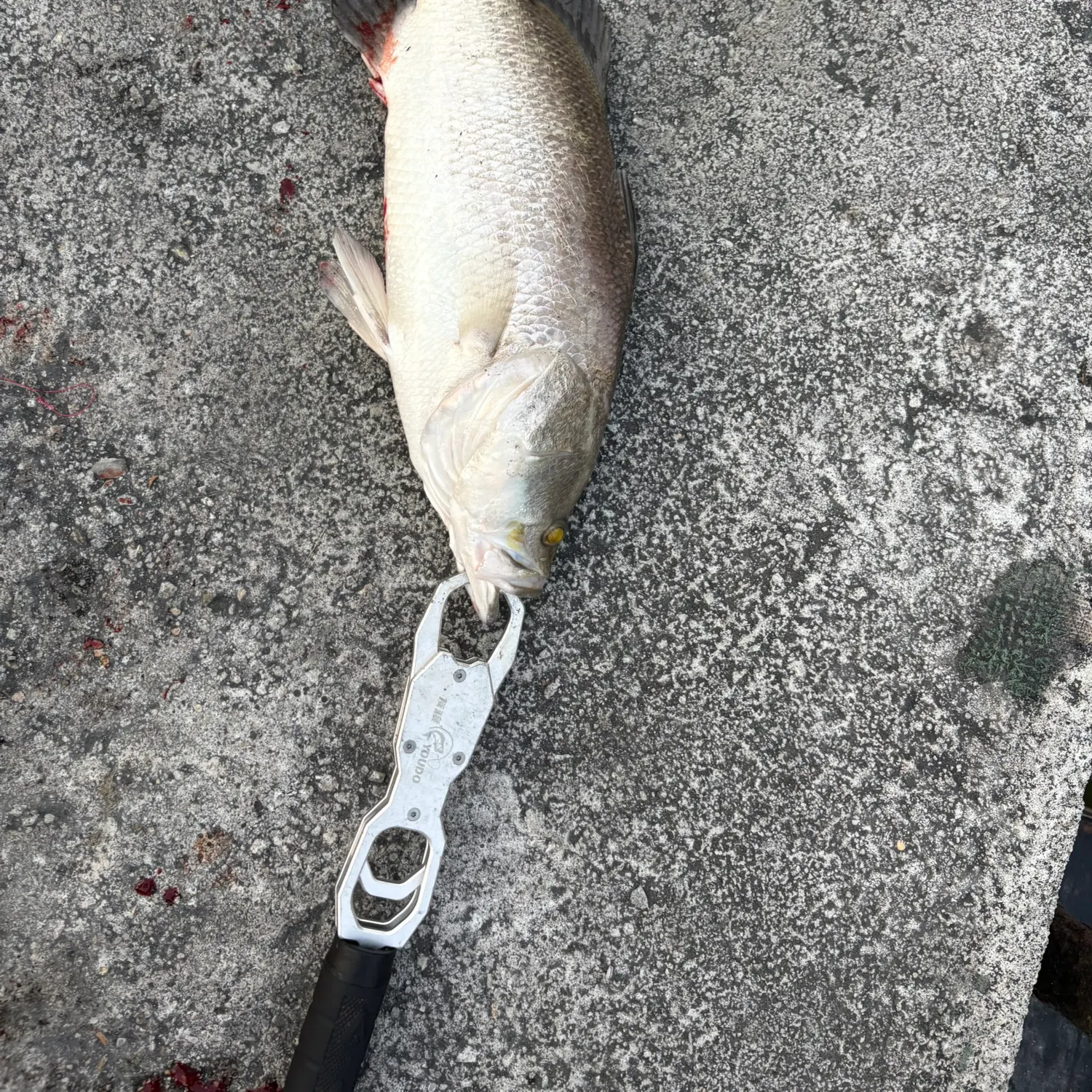 The most recent Barramundi catches on Fishbrain