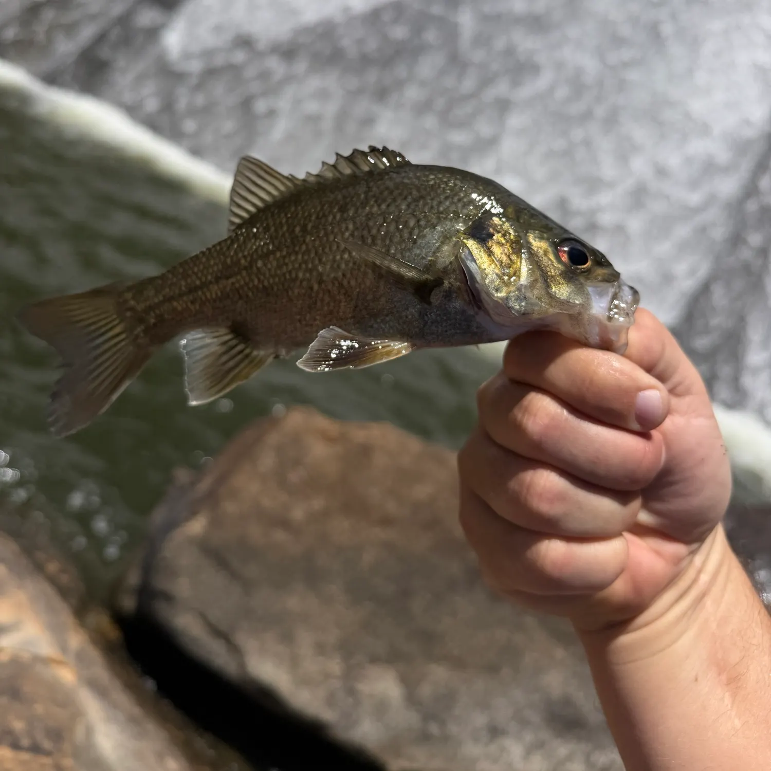 Australian bass caught on Fishbrain
