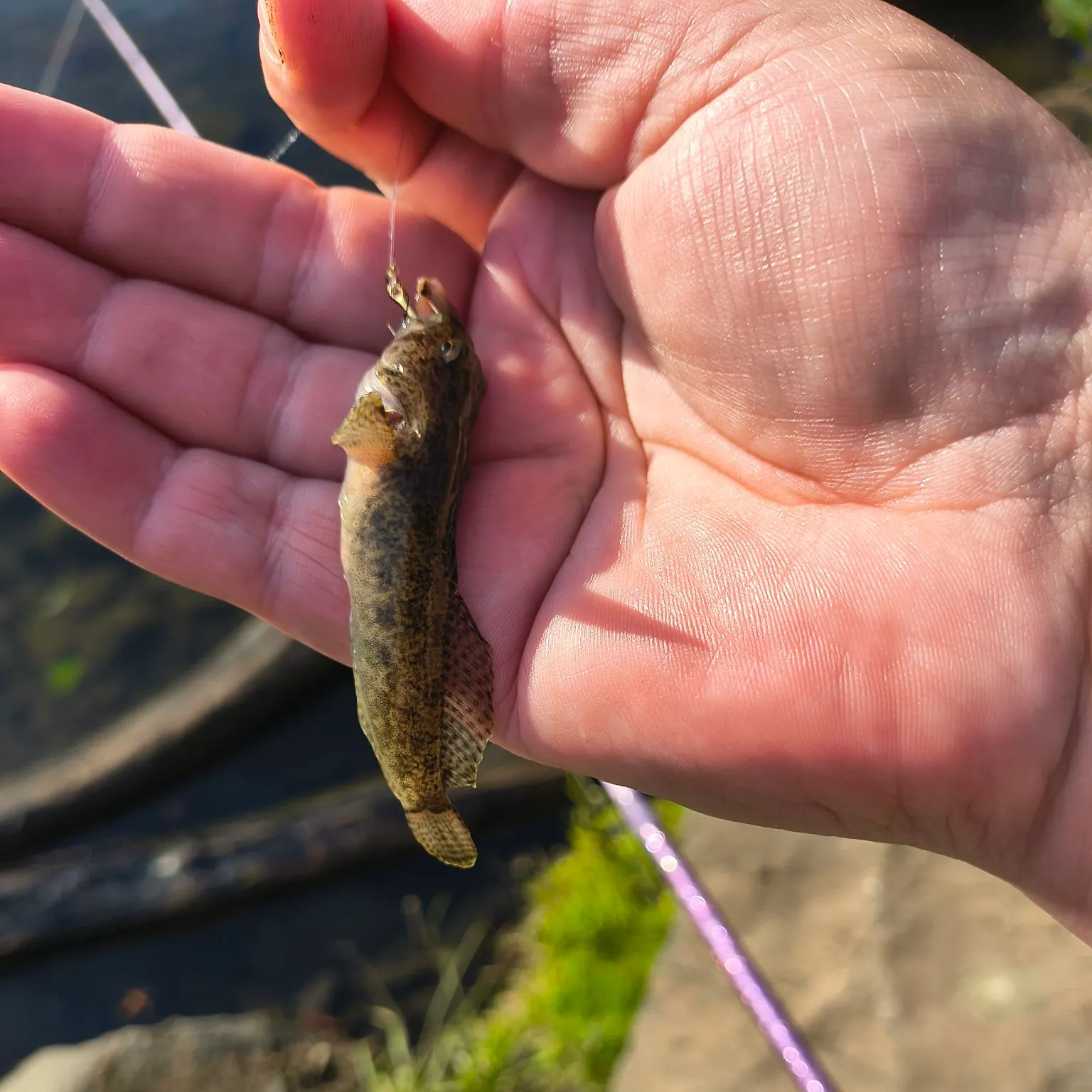 Slimy sculpin caught on Fishbrain