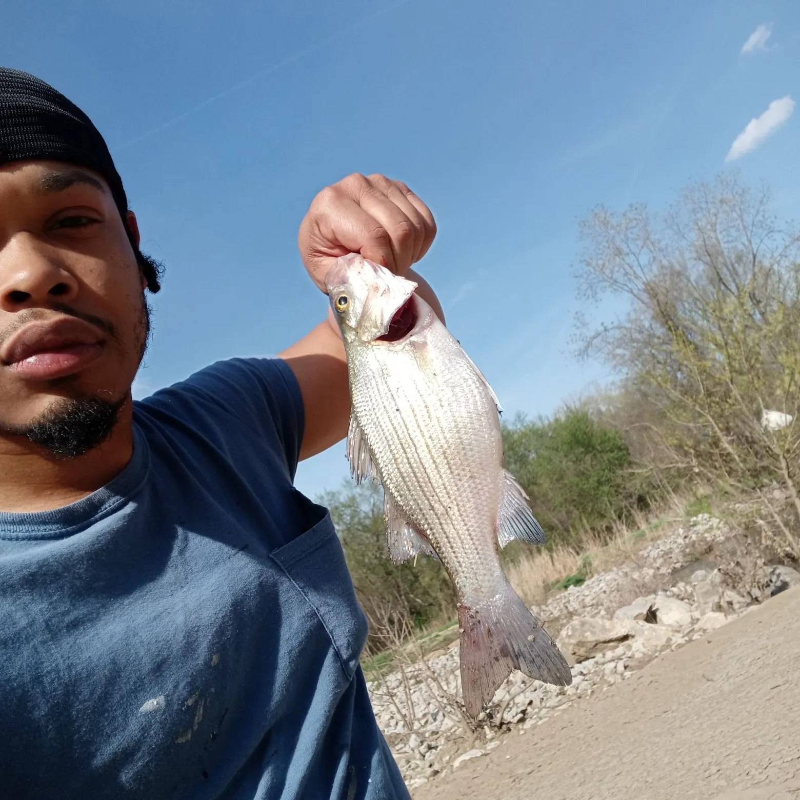 The most recent Hybrid striped bass catches on Fishbrain