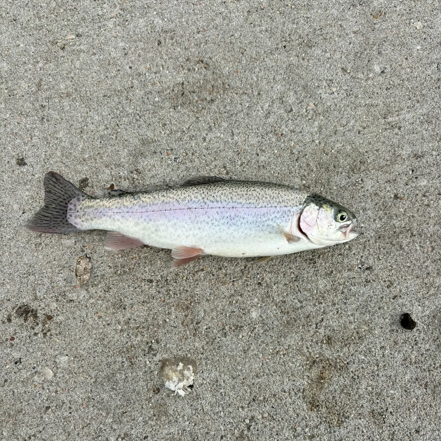 Rainbow trout caught on Fishbrain