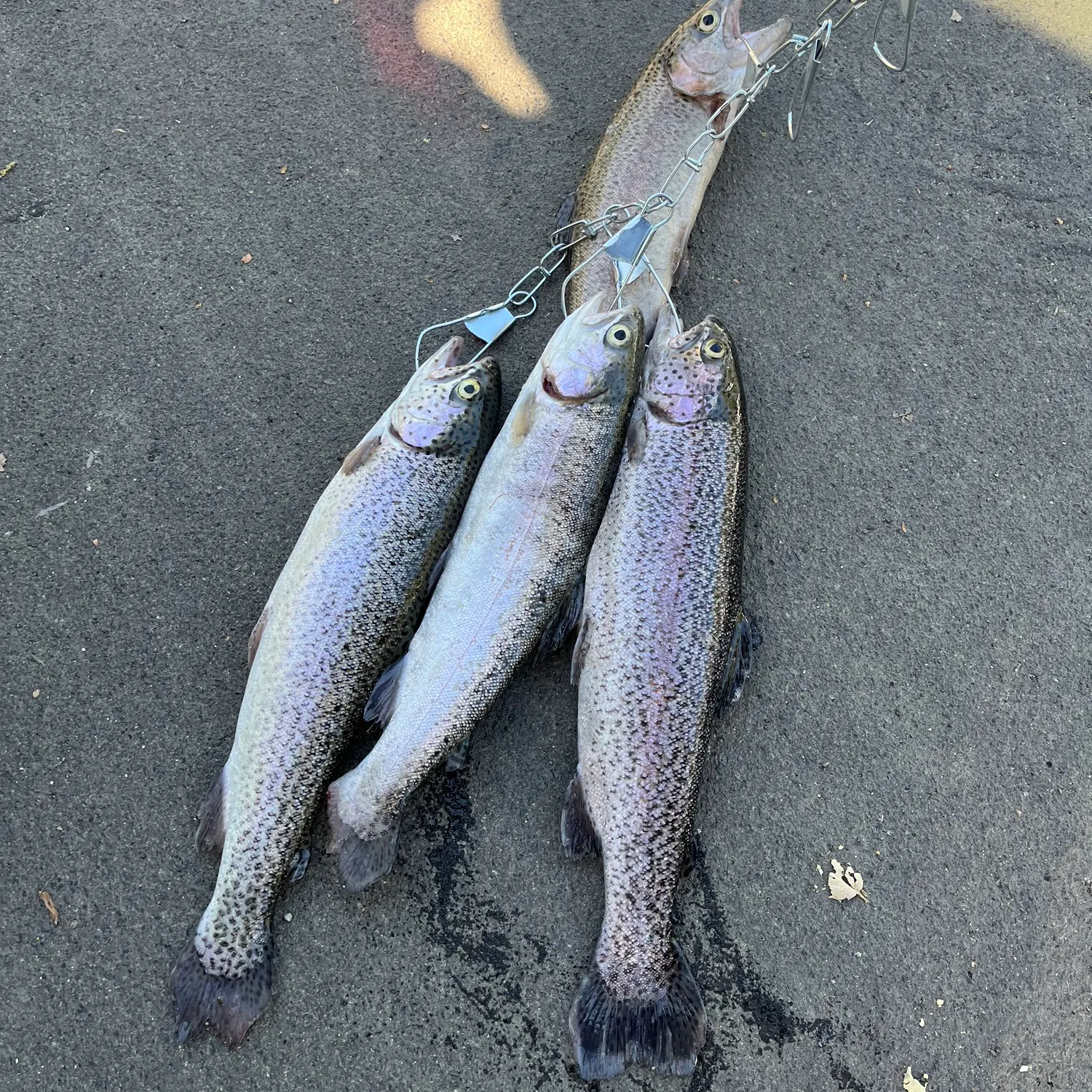 recently logged catches