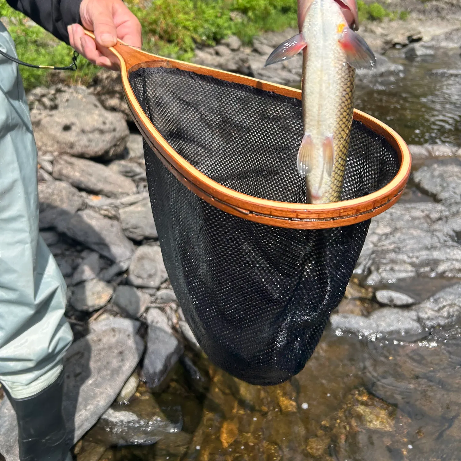 The most recent Alewife catches on Fishbrain