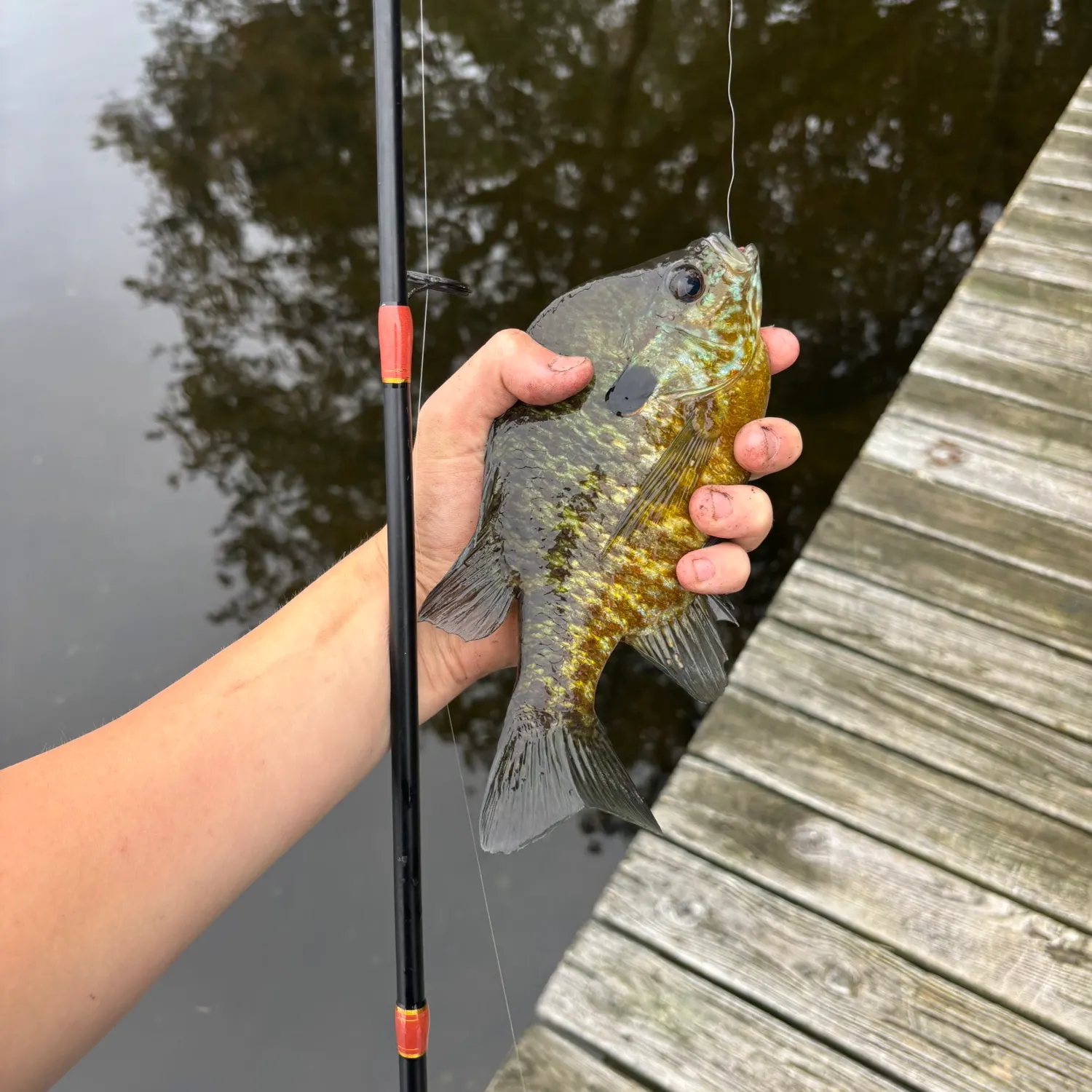 Bluegill caught on Fishbrain