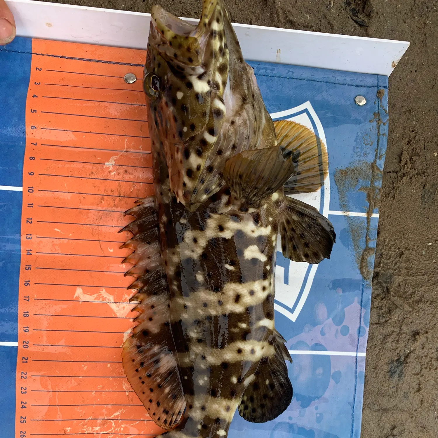 The most recent Orange-spotted grouper catches on Fishbrain