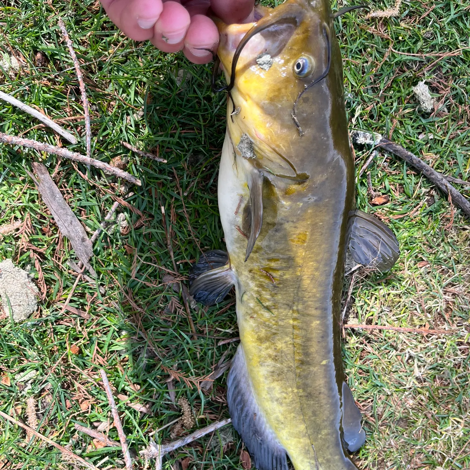 The most recent Brown bullhead catches on Fishbrain