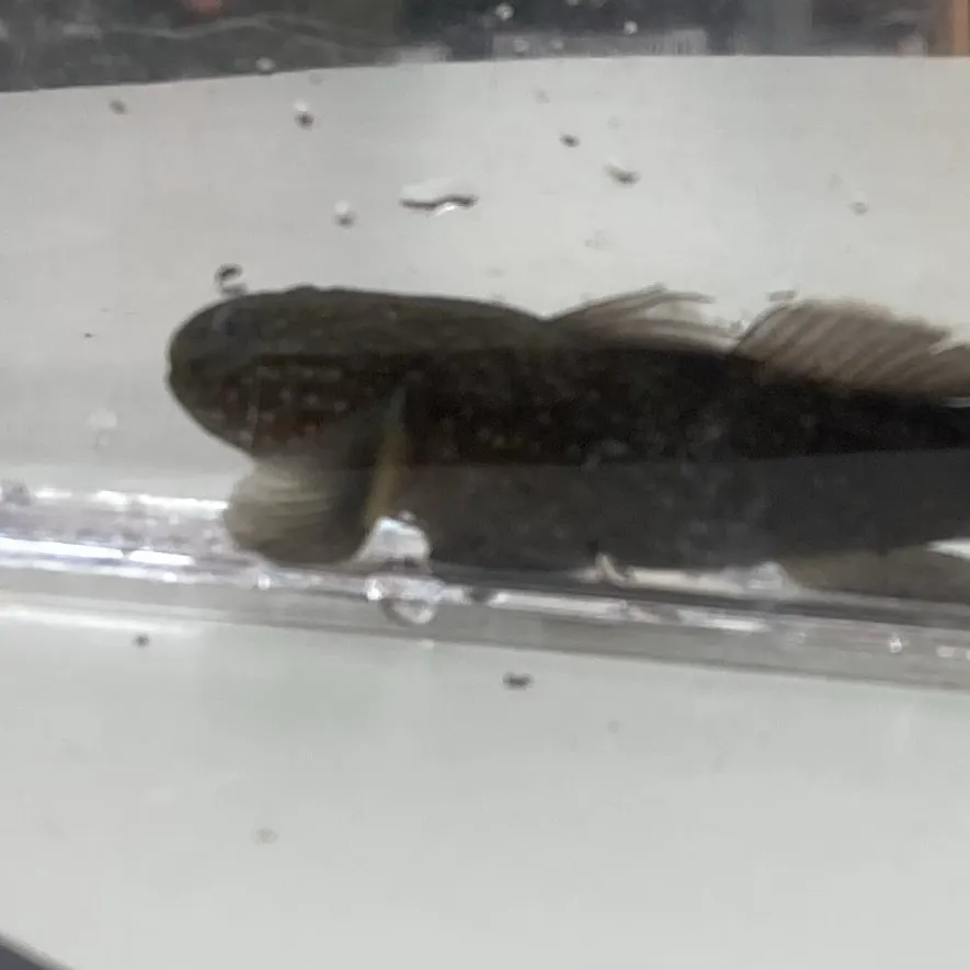 The most recent Cherry salmon catches on Fishbrain