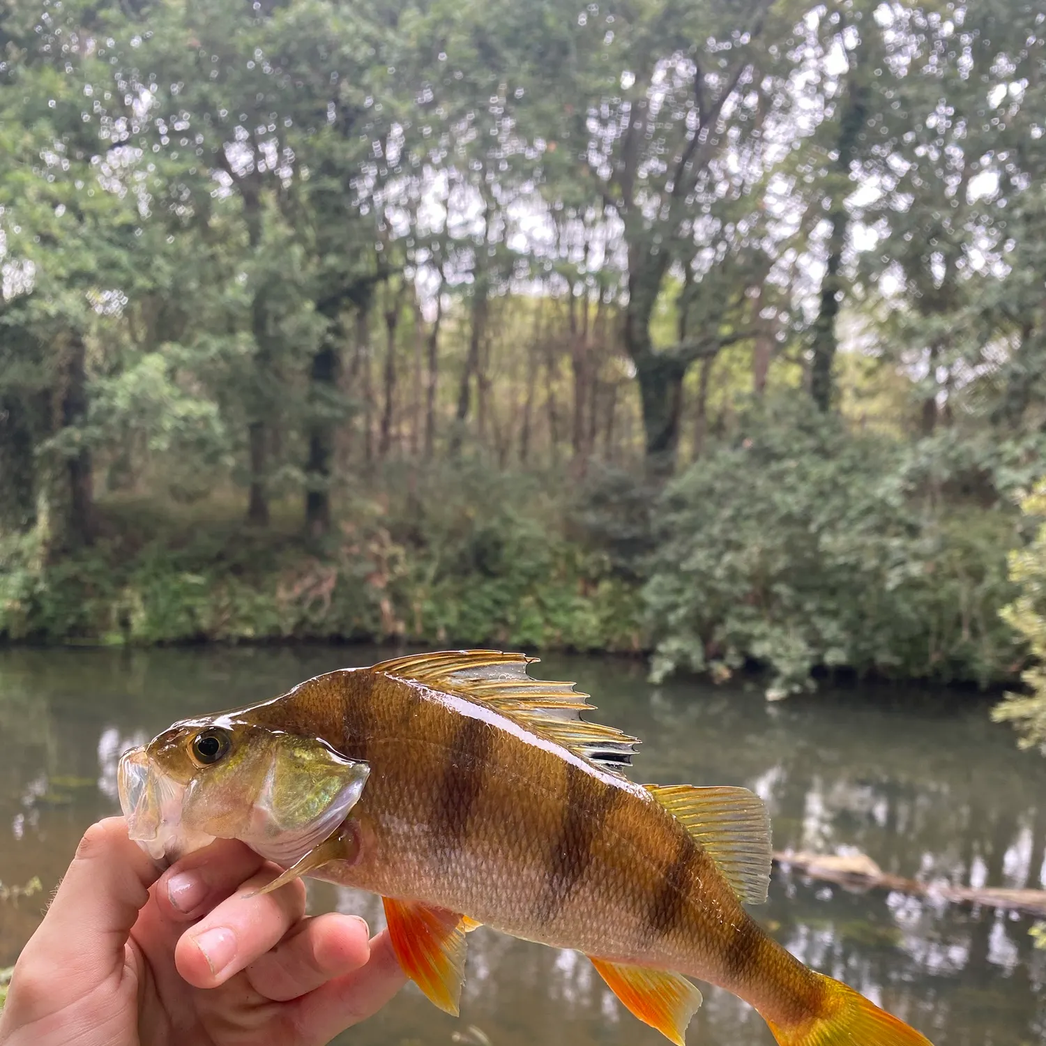 European perch caught on Fishbrain