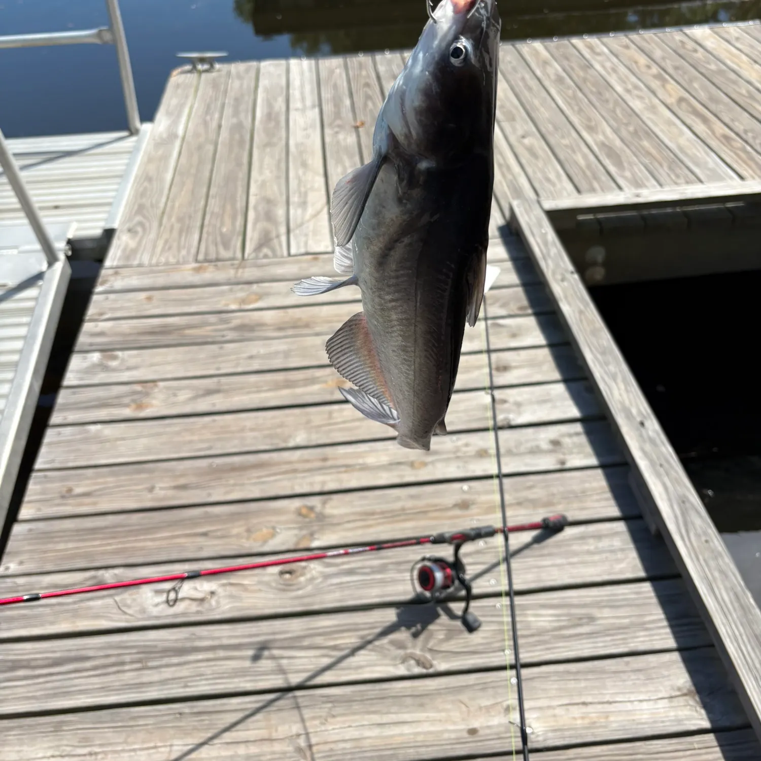 Blue catfish caught on Fishbrain