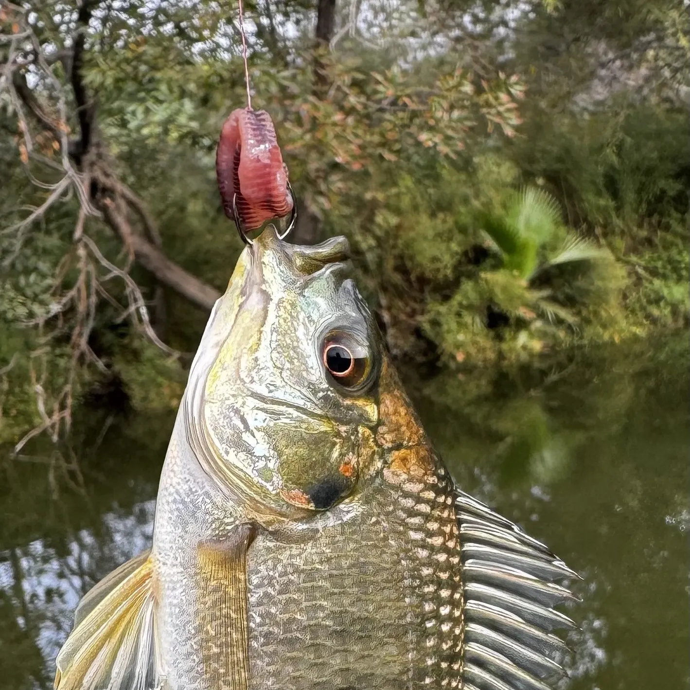 The most recent Mozambique tilapia catches on Fishbrain