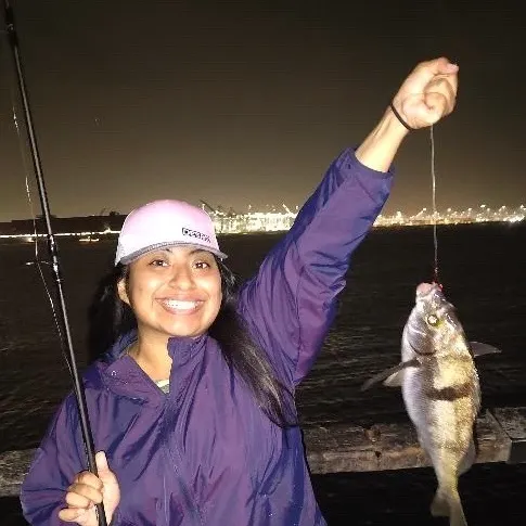 The most recent Sargo catches on Fishbrain