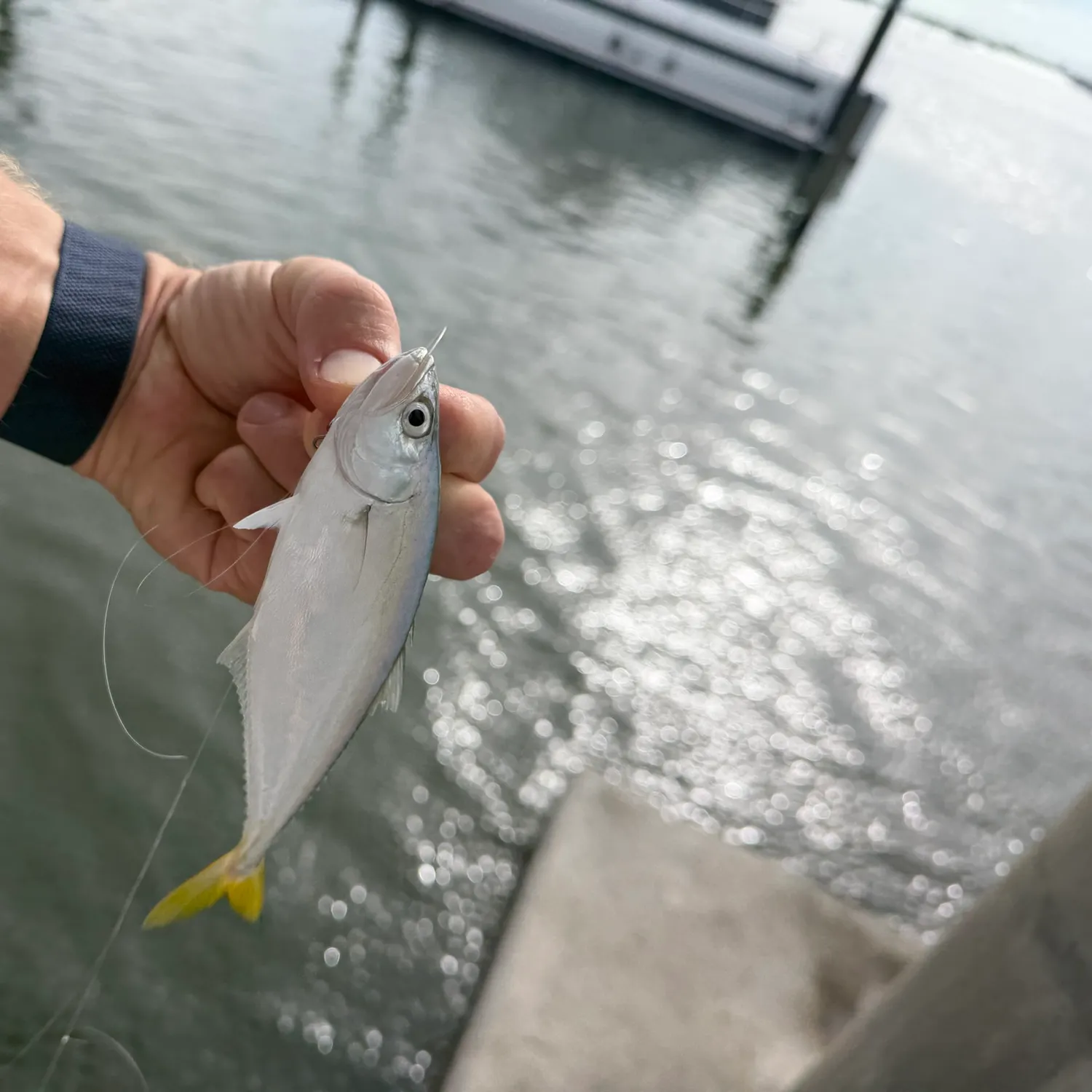 Leatherjack caught on Fishbrain
