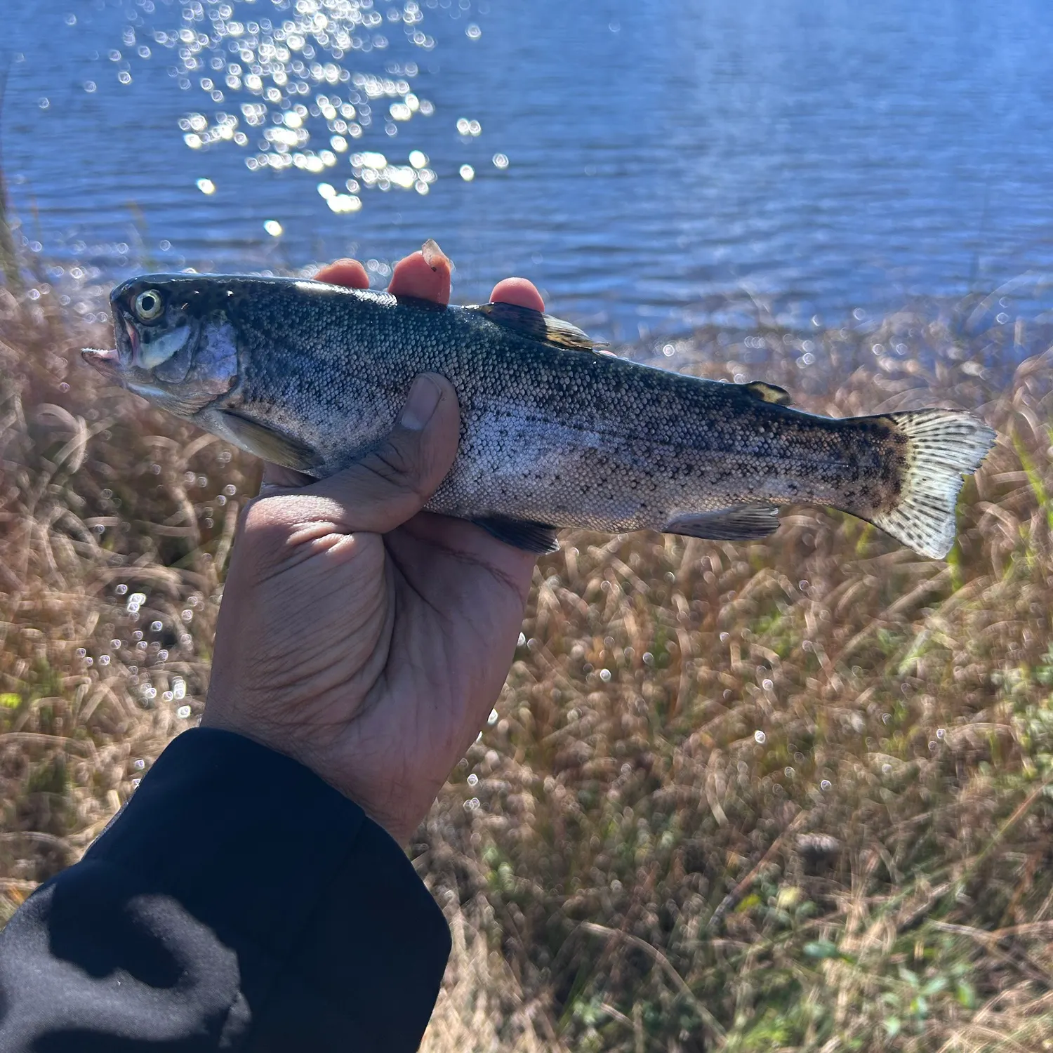 Rainbow trout caught on Fishbrain