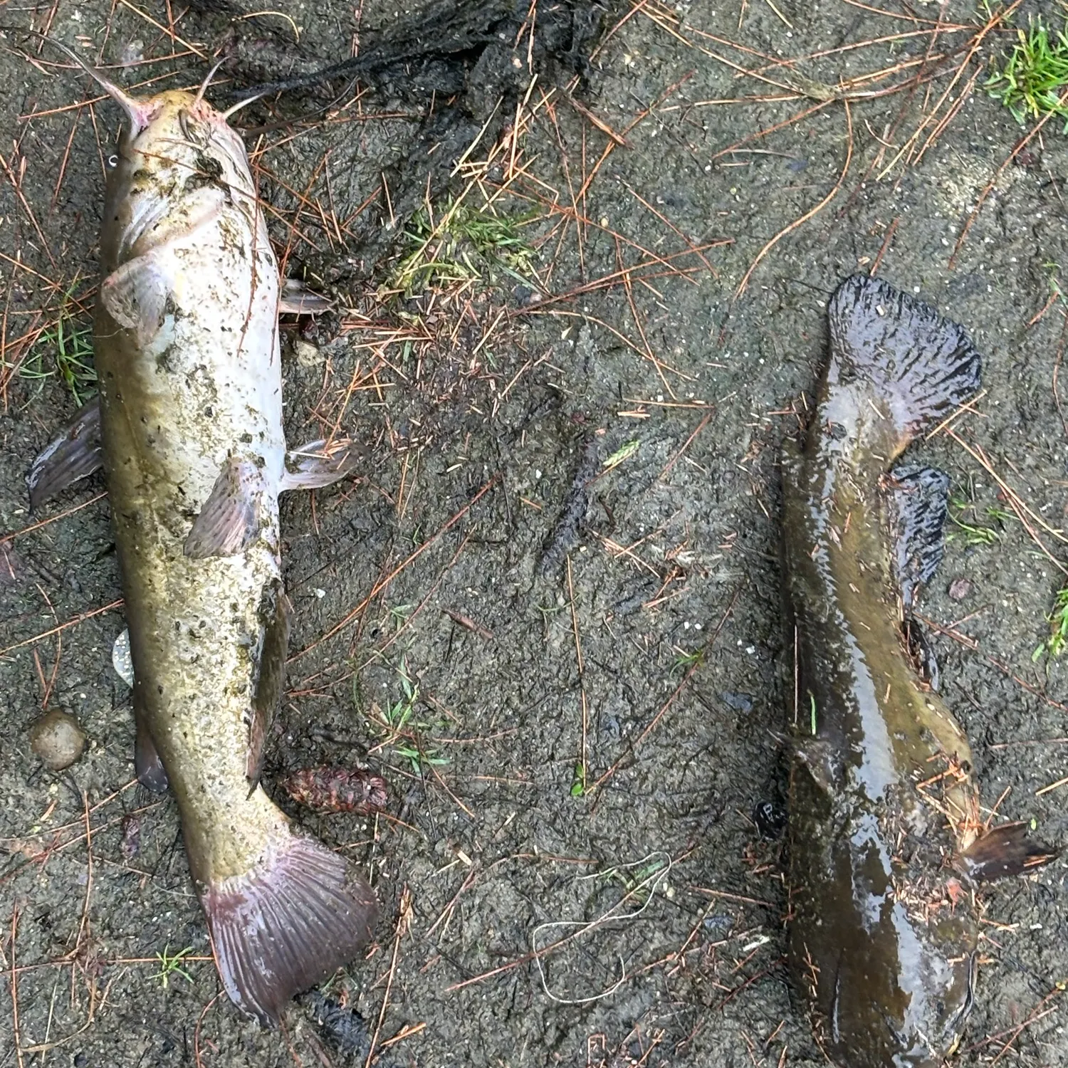 Fish caught on Fishbrain