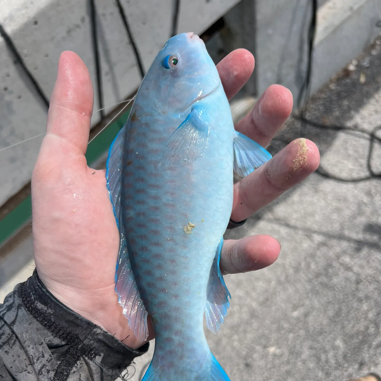 The most recent Blue parrotfish catches on Fishbrain