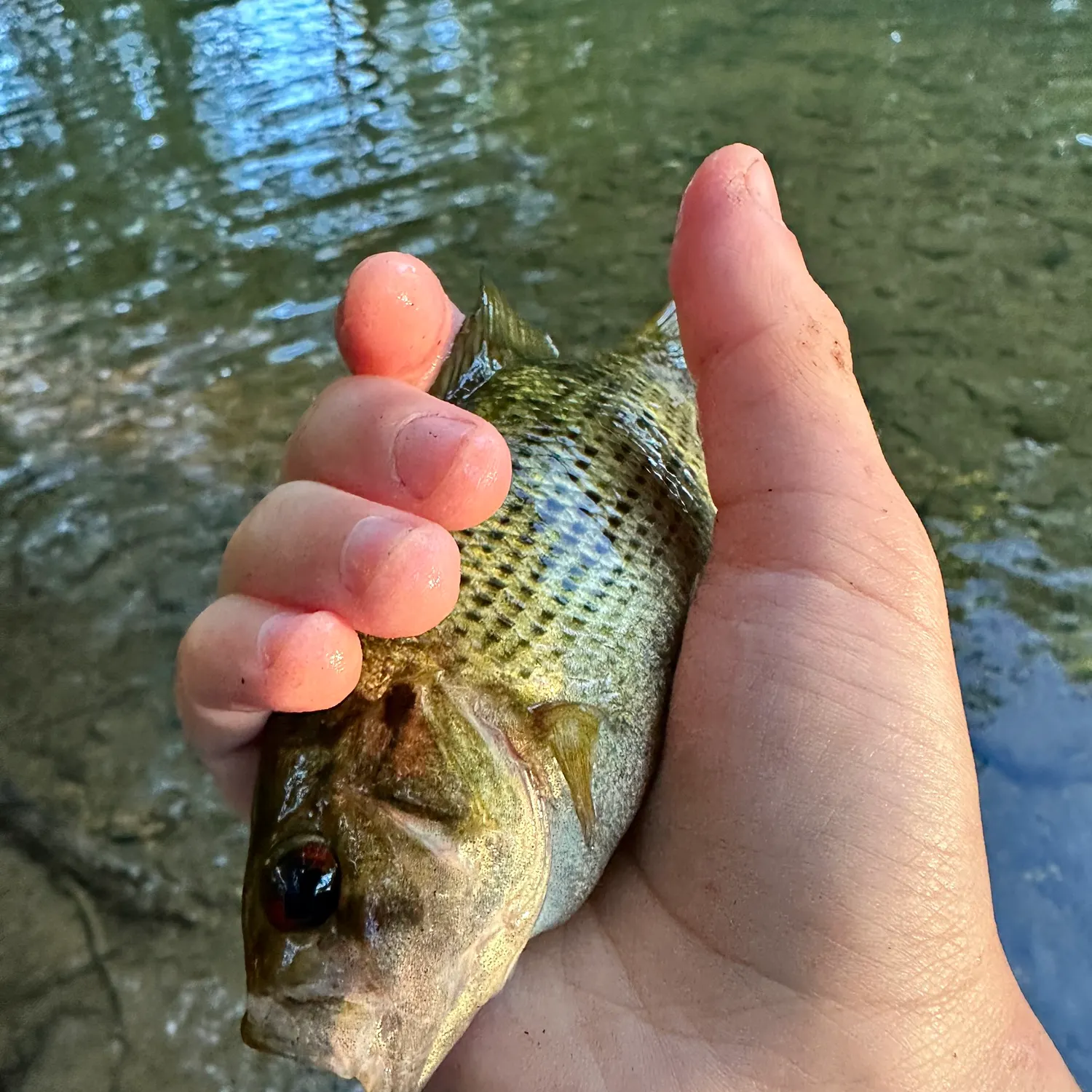 Rock bass caught on Fishbrain