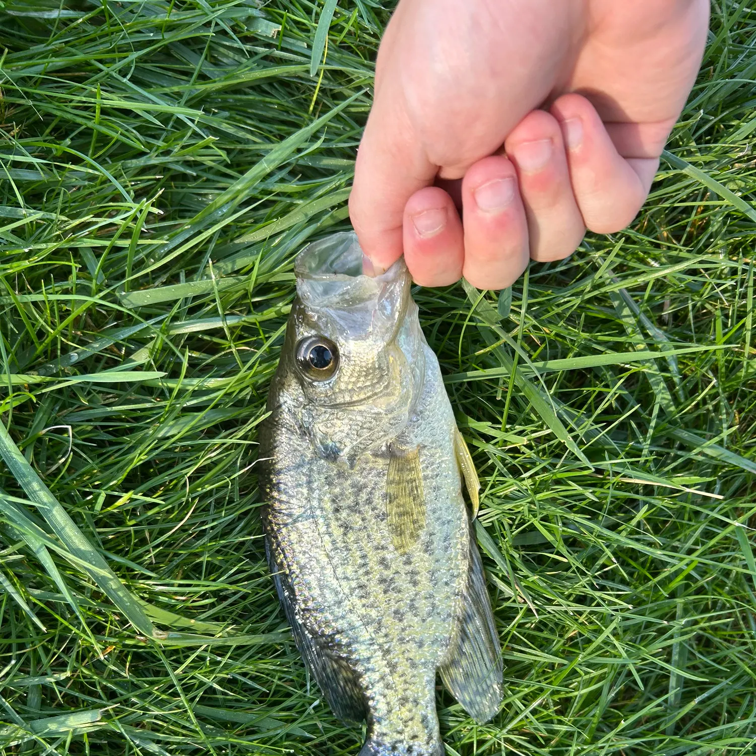 Black crappie caught on Fishbrain