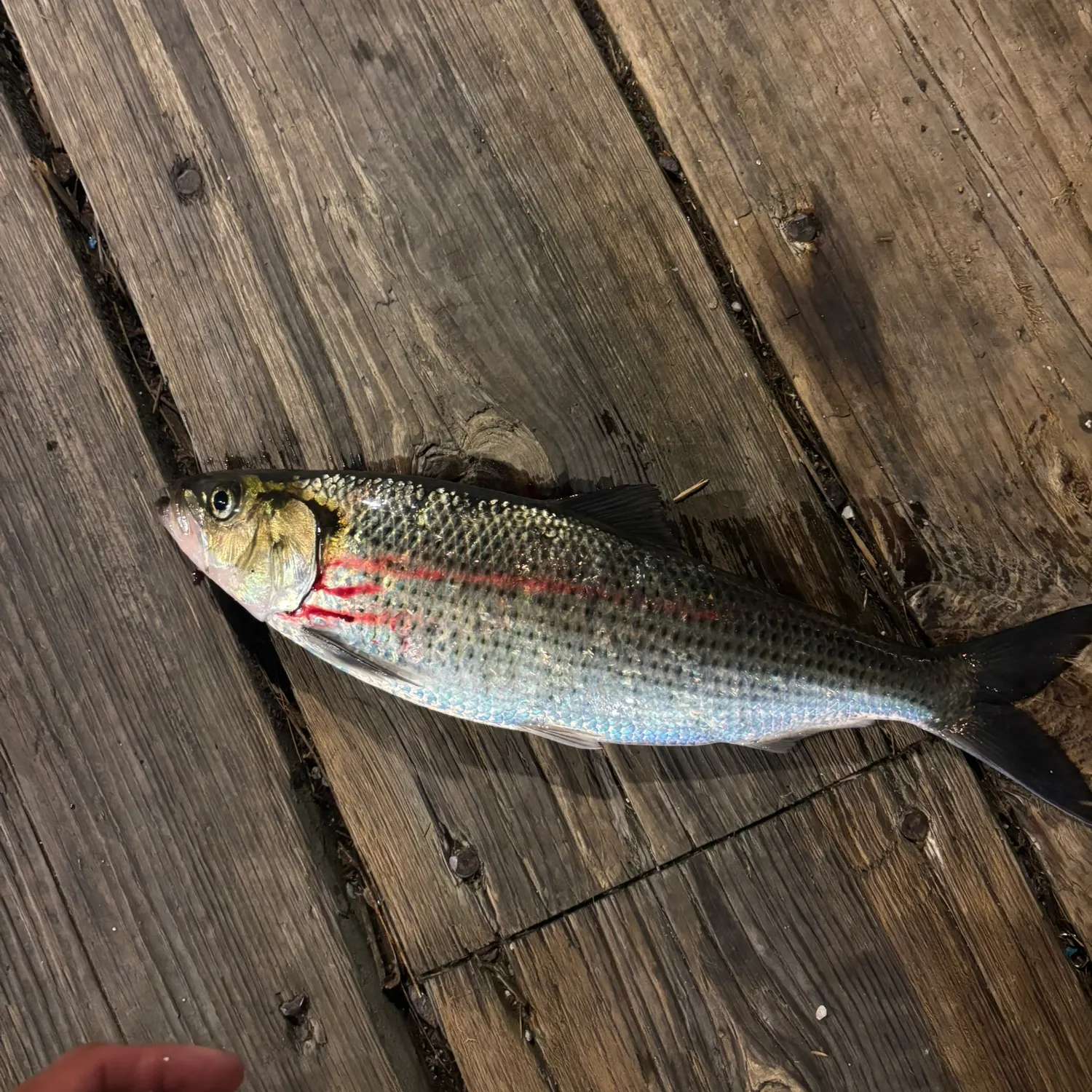 American shad caught on Fishbrain