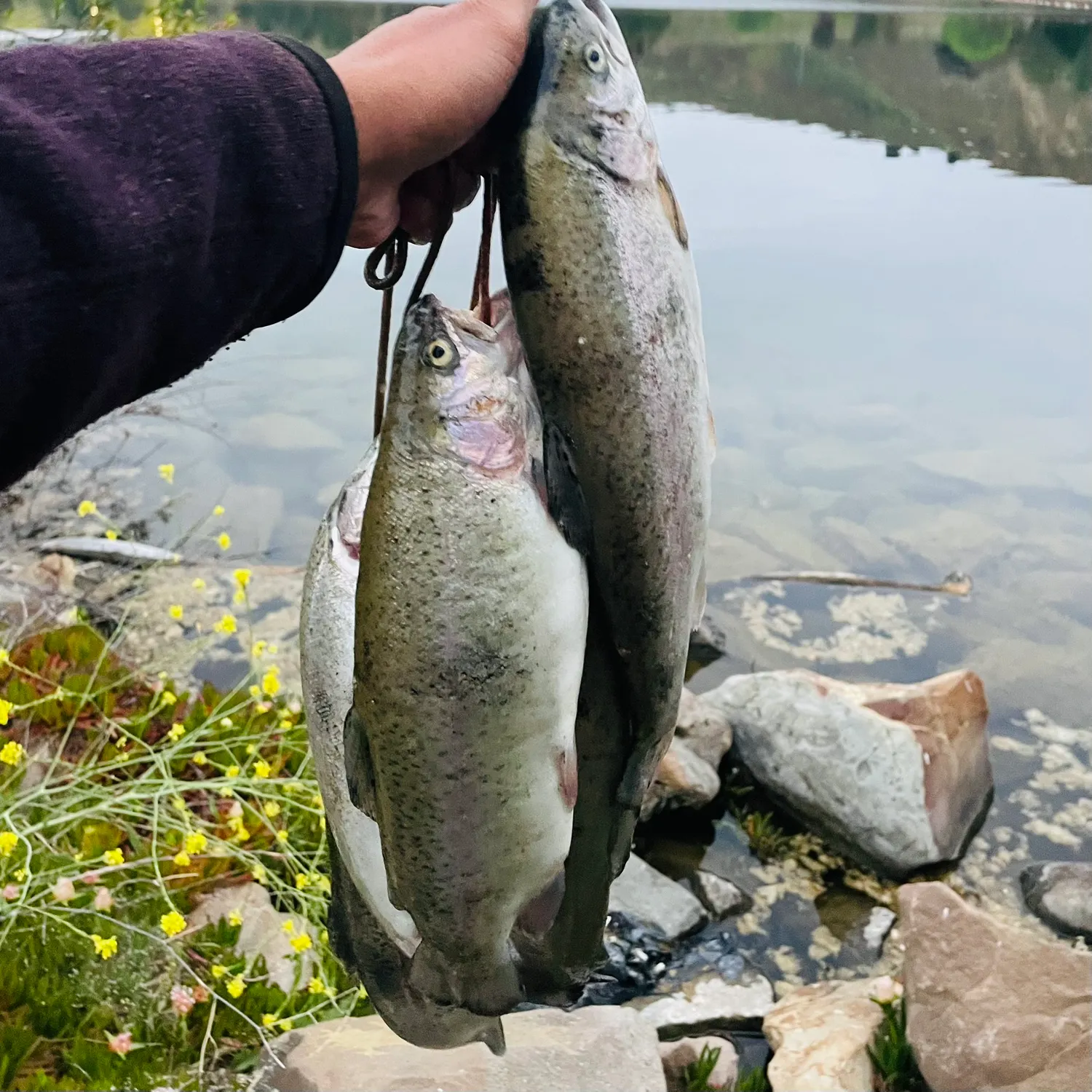 angler catch