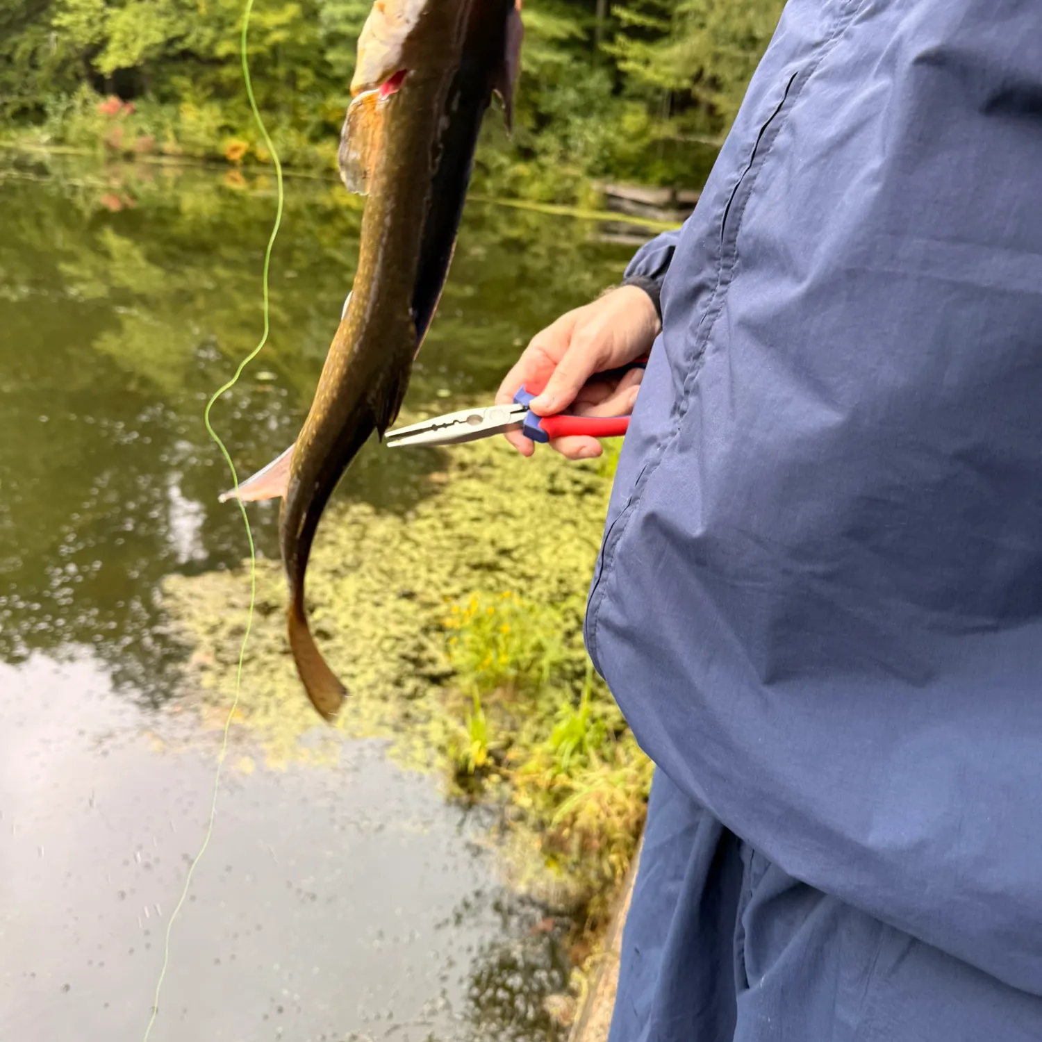 Brook trout caught on Fishbrain