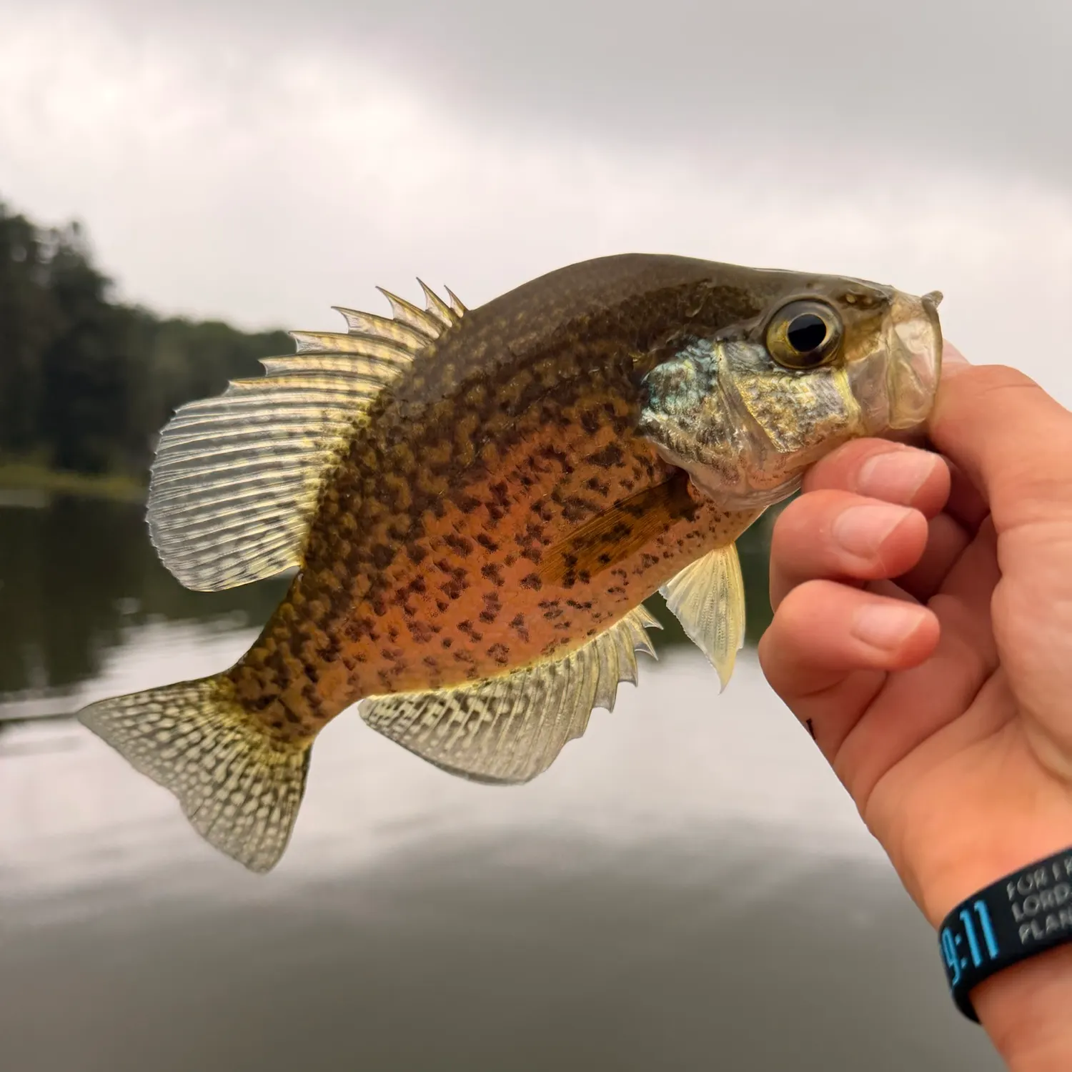Black crappie caught on Fishbrain