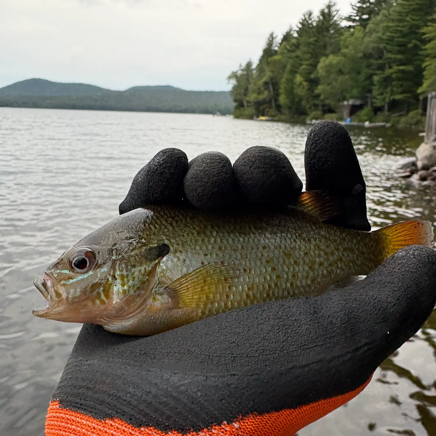 The most recent Redbreast sunfish catches on Fishbrain