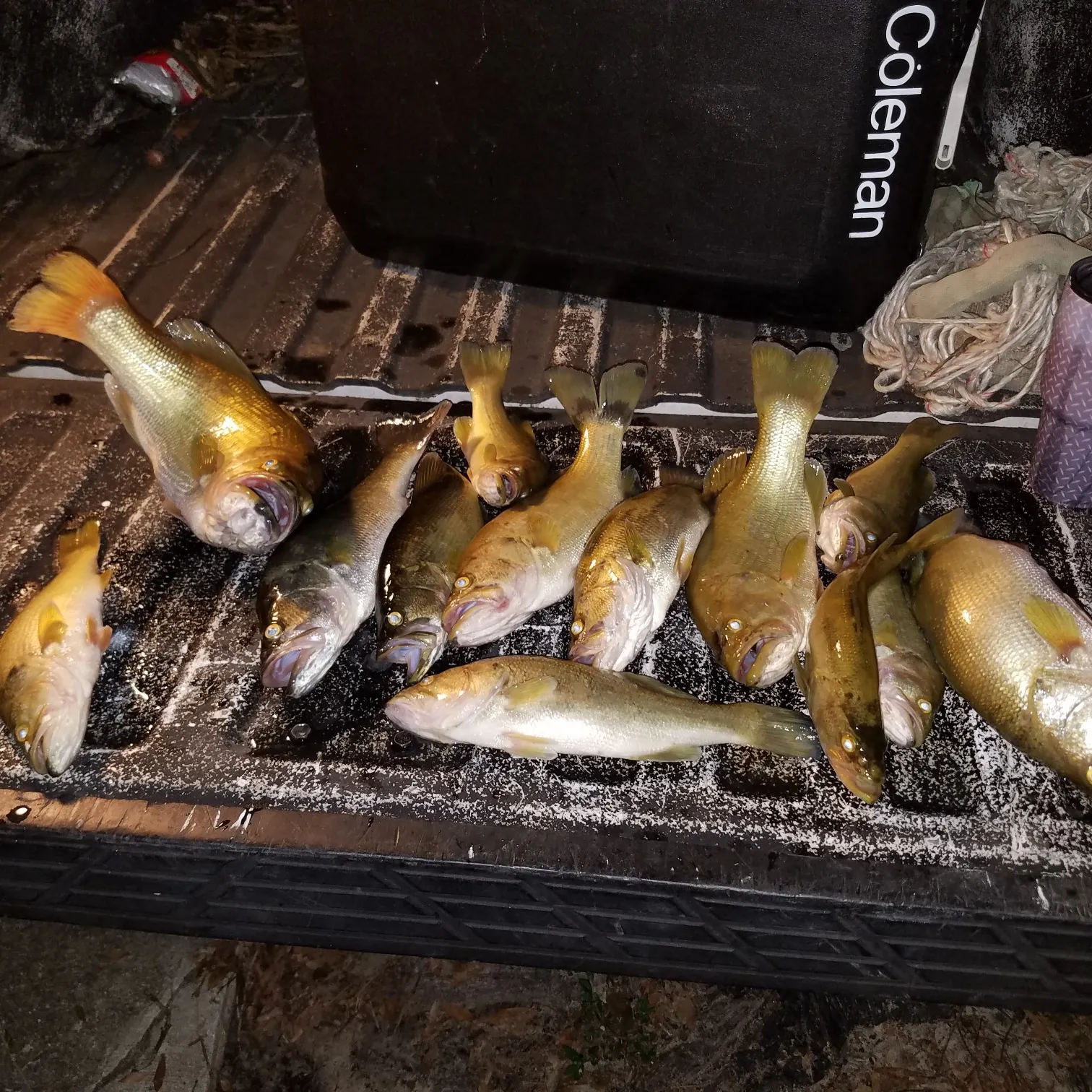 recently logged catches