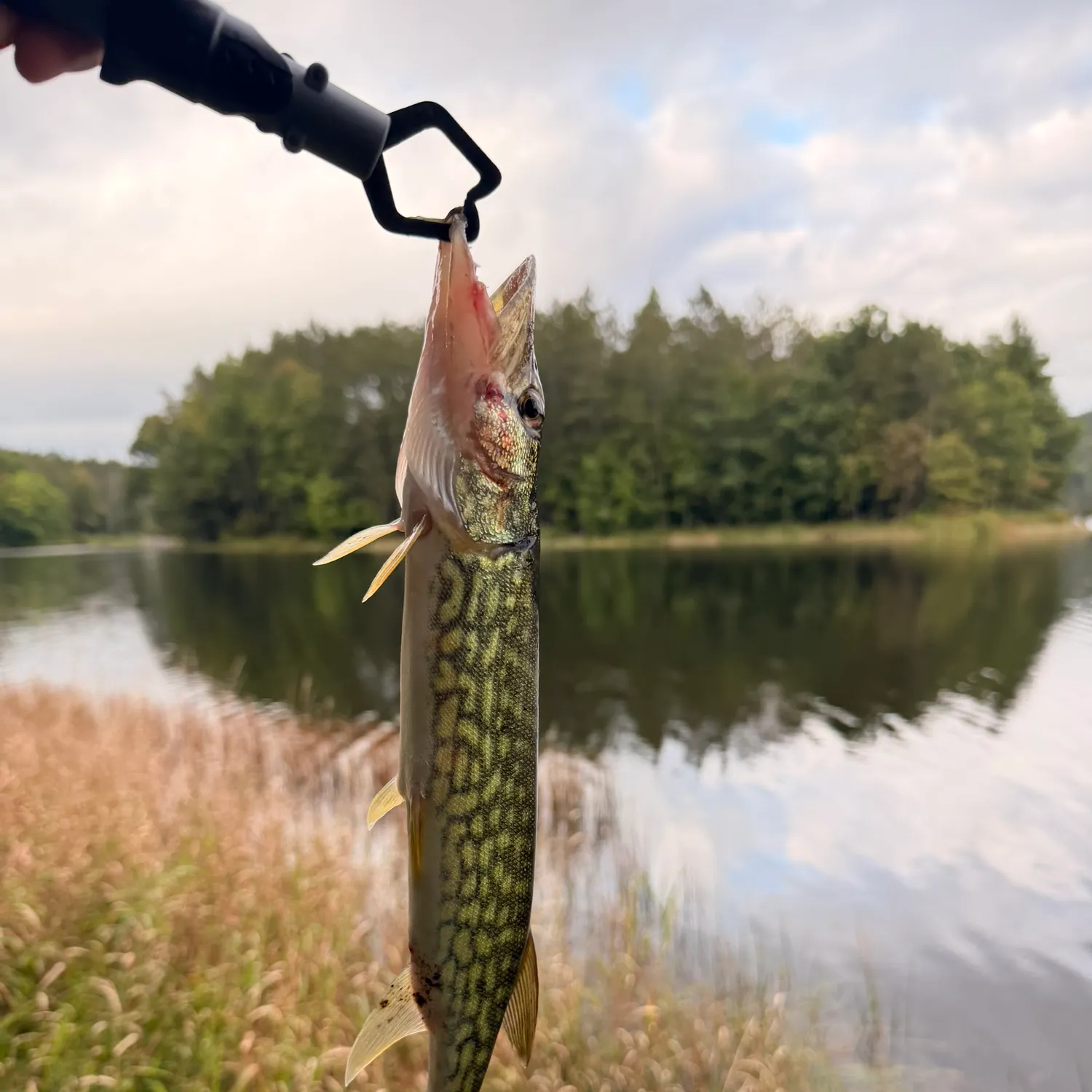 Chain pickerel caught on Fishbrain