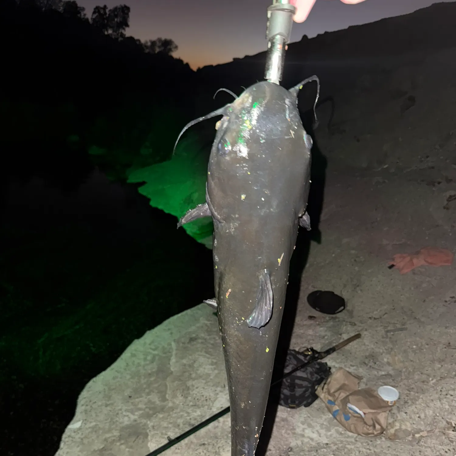 Channel catfish caught on Fishbrain