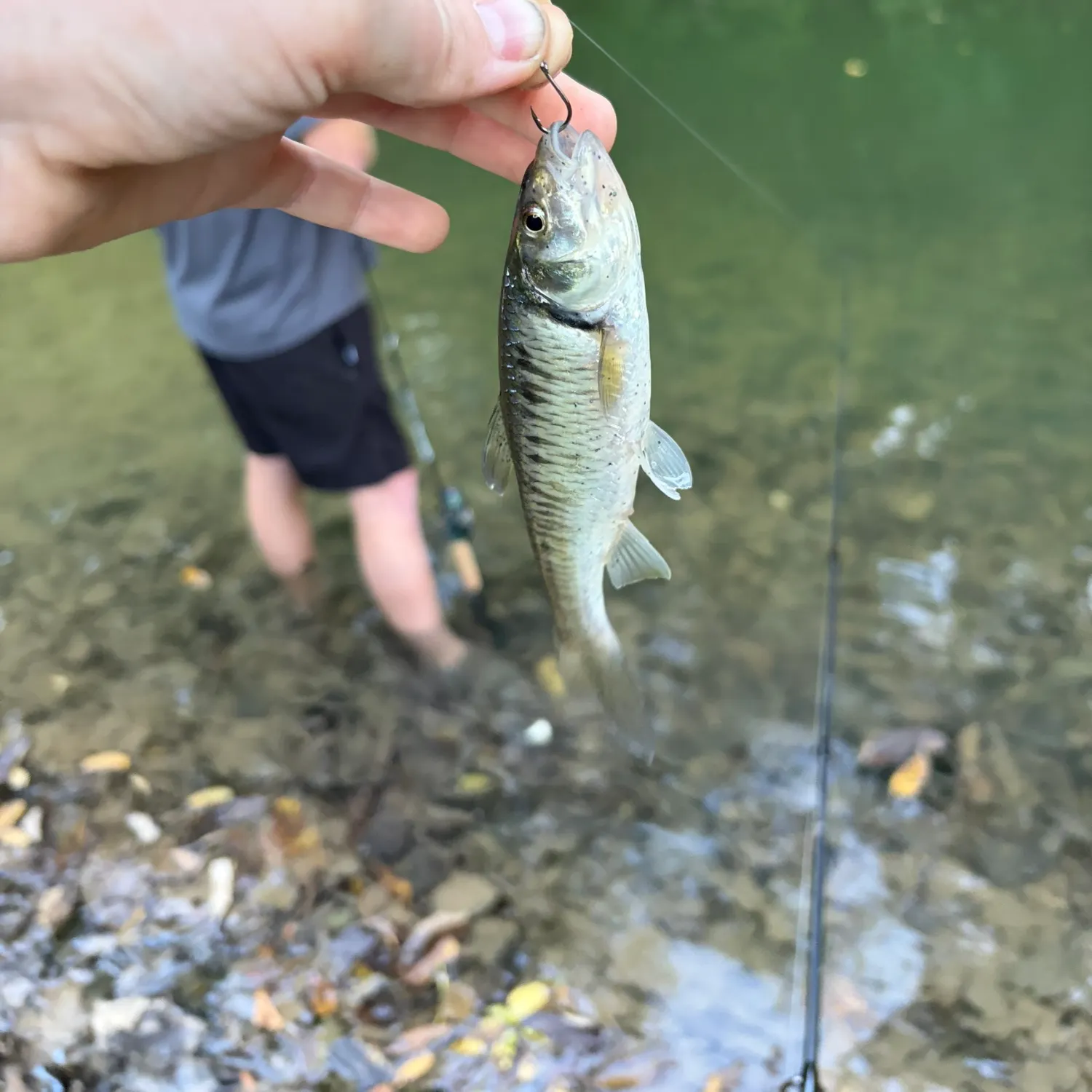 Common shiner caught on Fishbrain