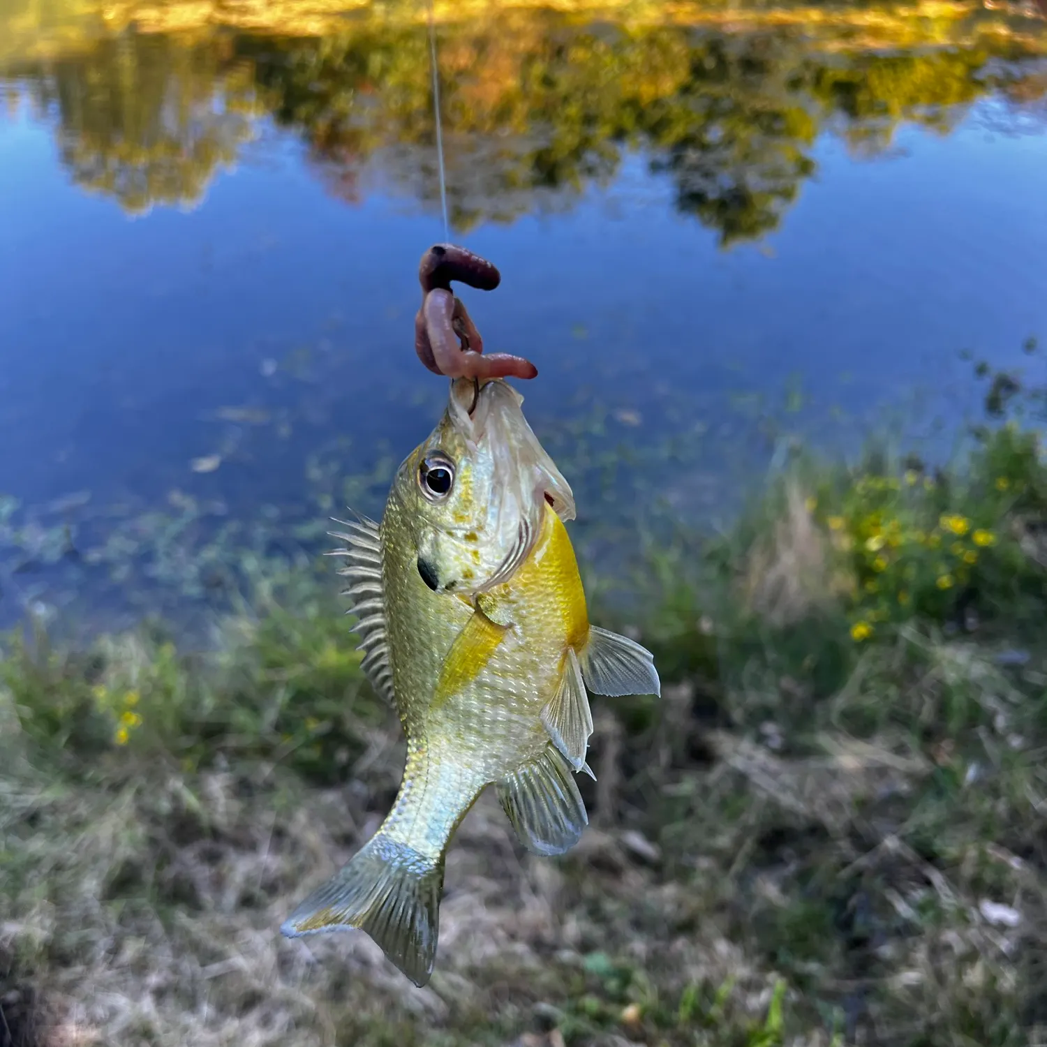 Bluegill caught on Fishbrain
