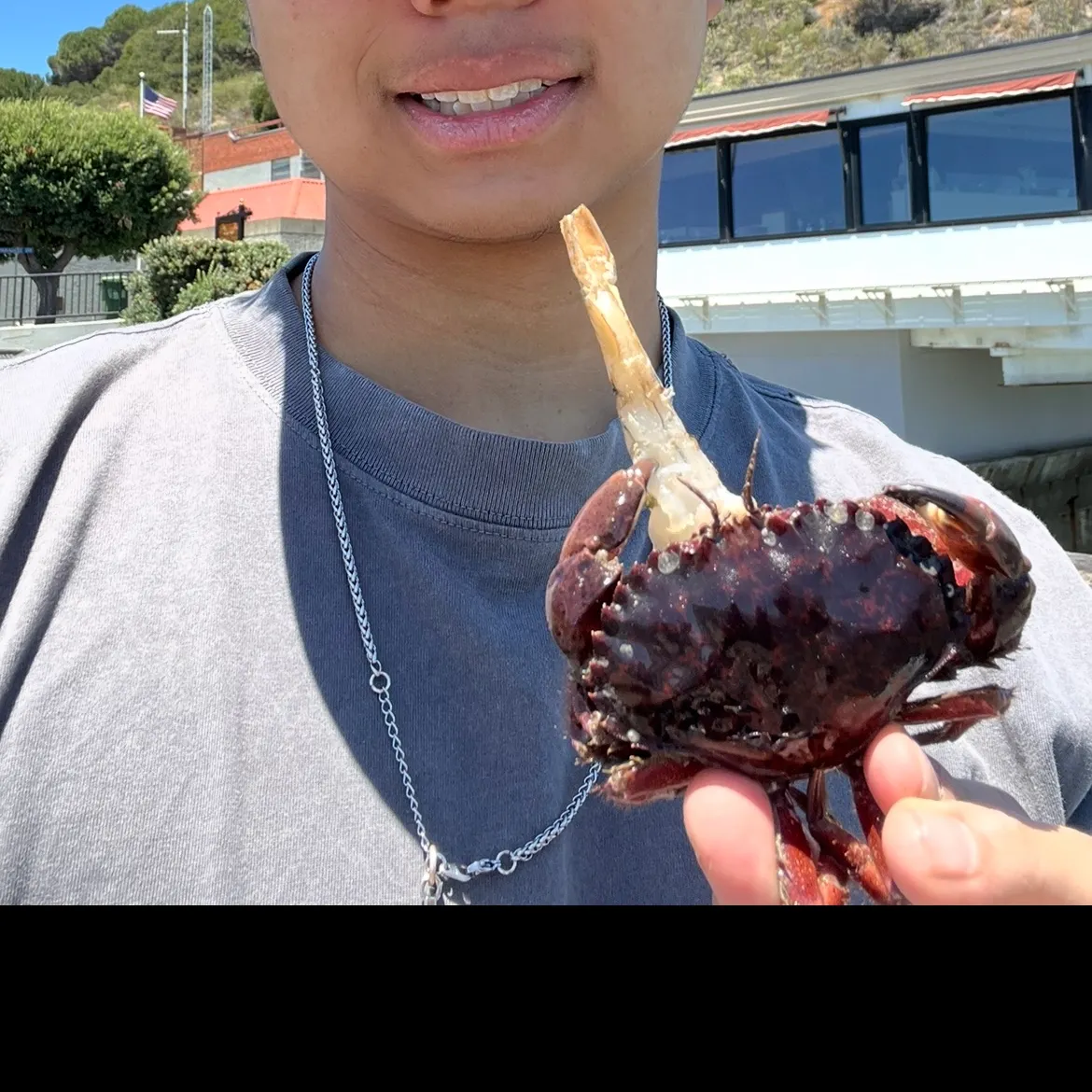 The most recent Red rock crab catches on Fishbrain