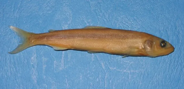 Ayu
