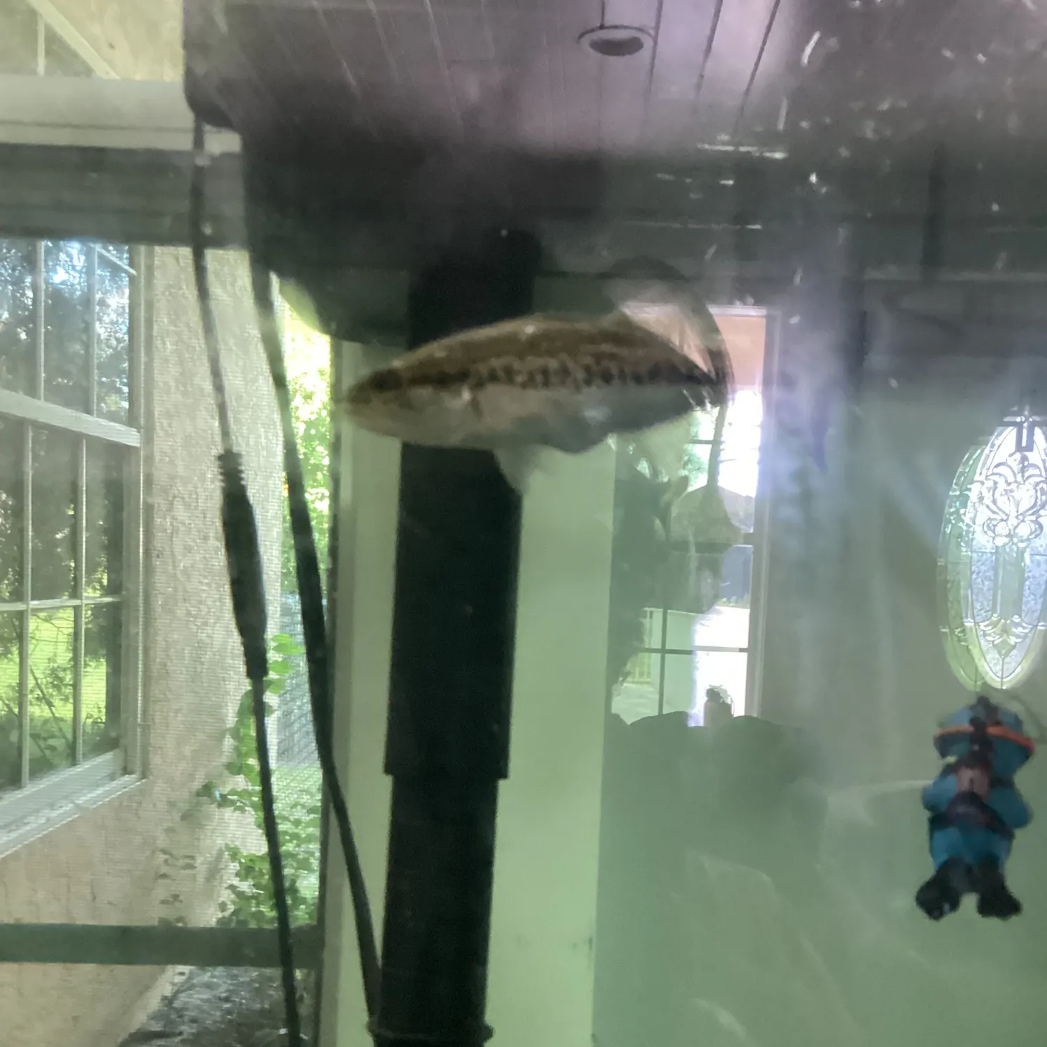 The most recent American eel catches on Fishbrain