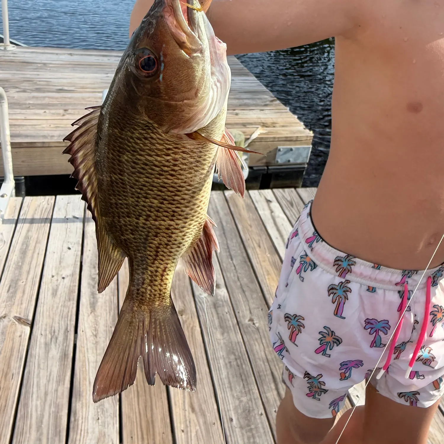 Mangrove snapper caught on Fishbrain