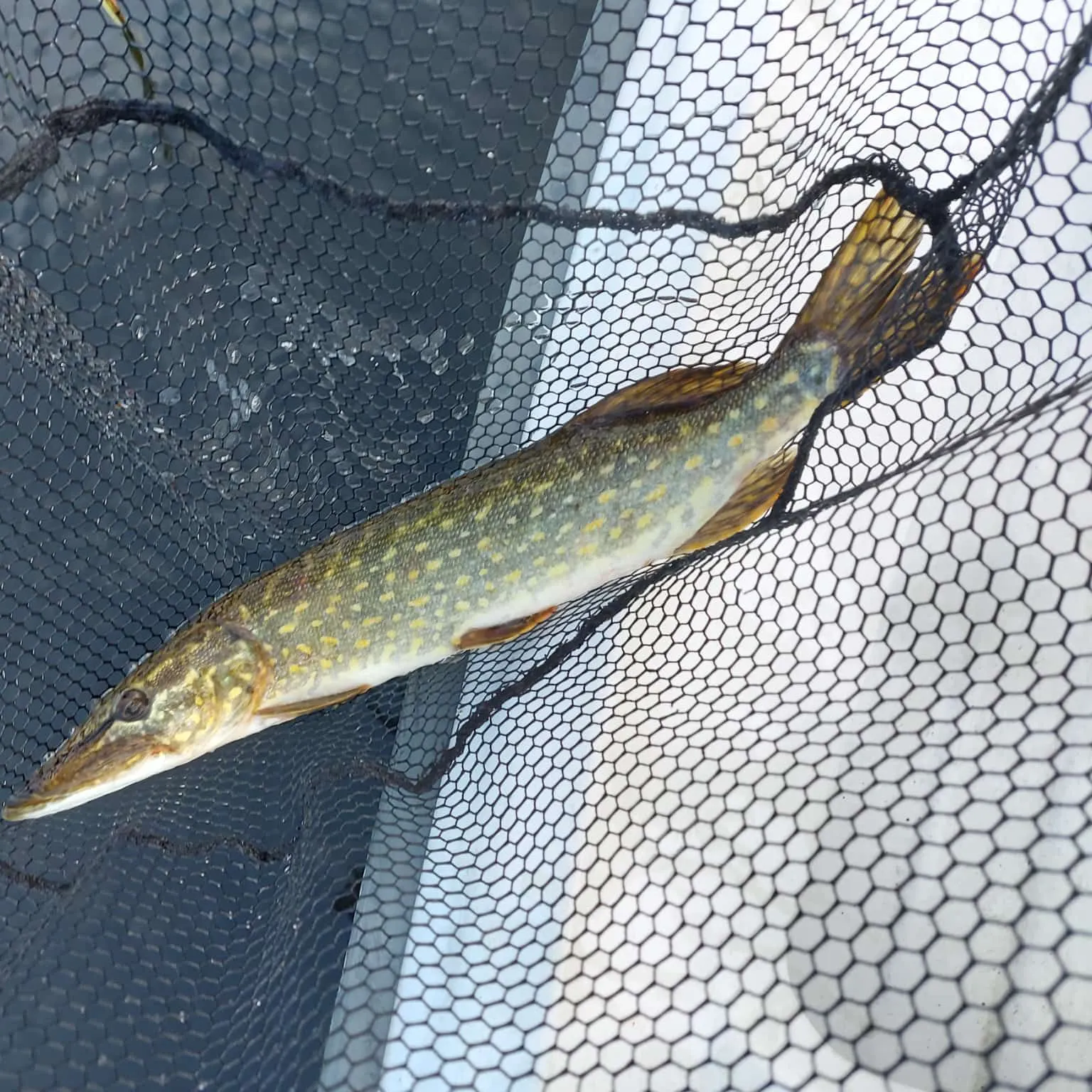 Northern pike caught on Fishbrain