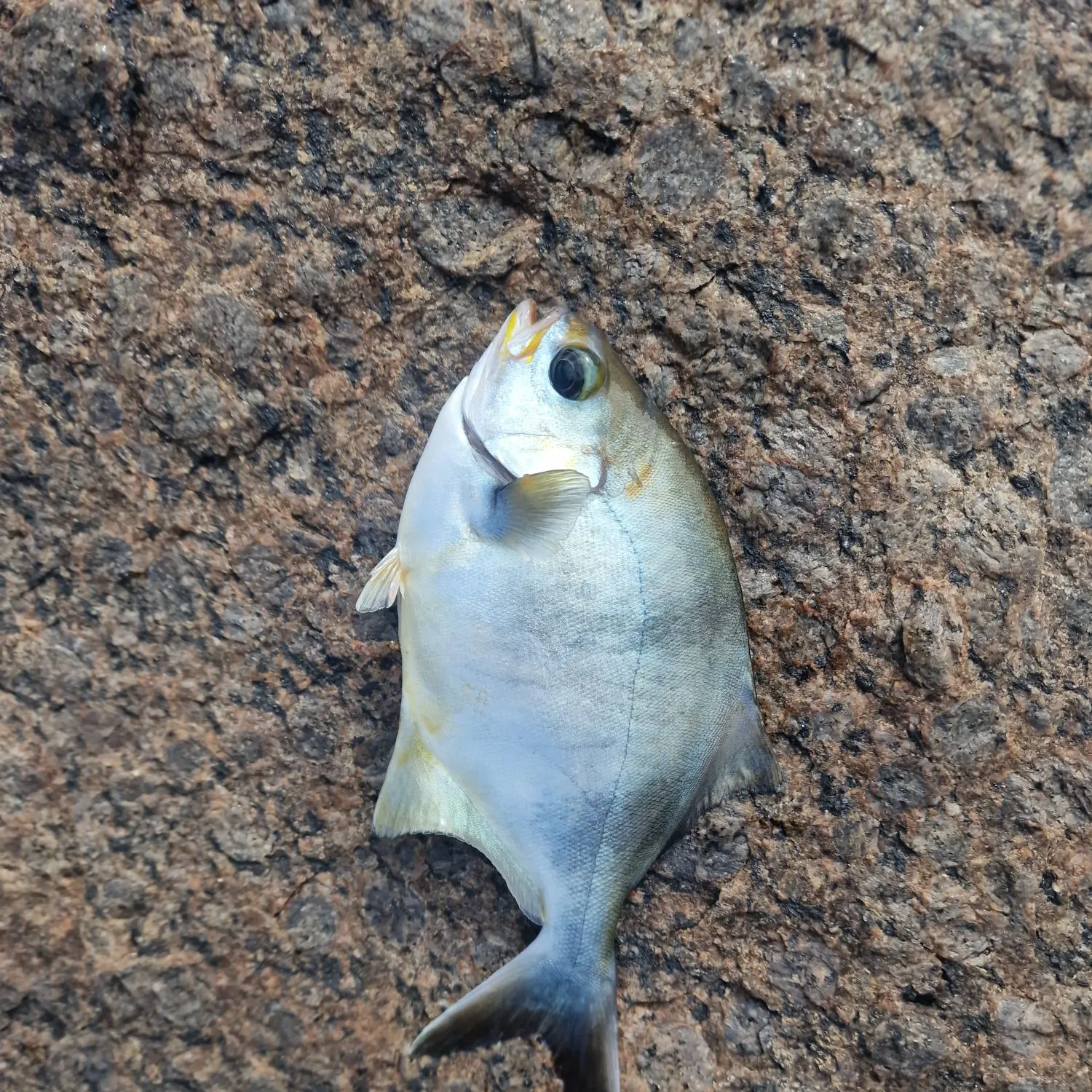 The most recent Sea sweep catches on Fishbrain