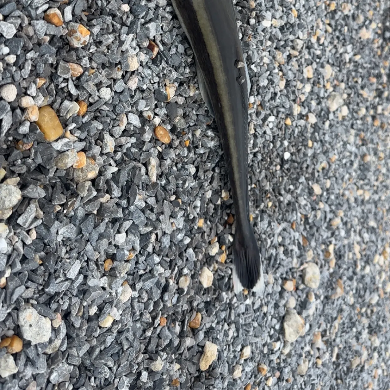 The most recent Common remora catches on Fishbrain