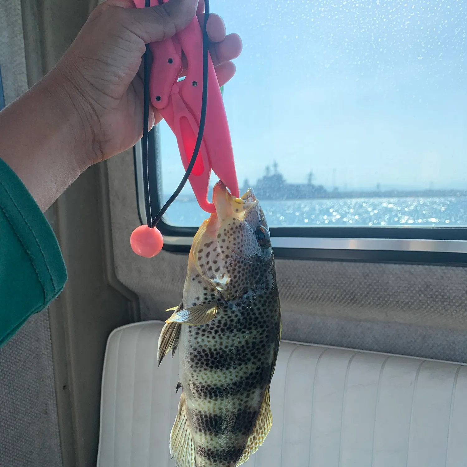 The most recent Spotted seabass catches on Fishbrain